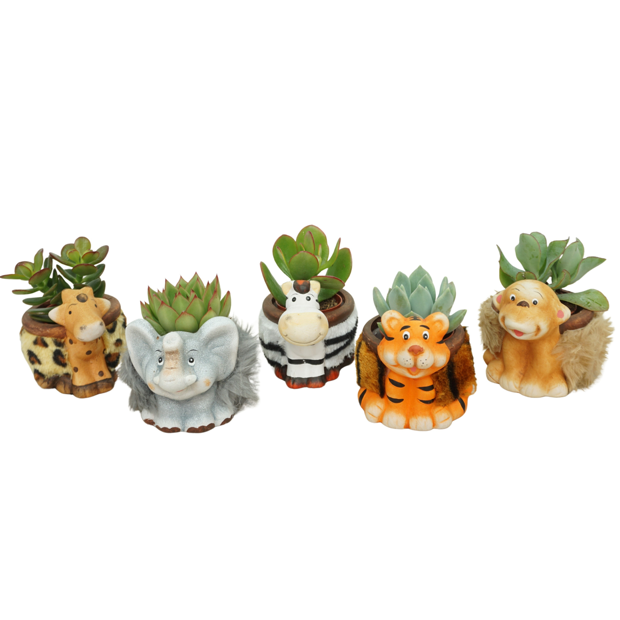 Succulent mix 5,5 cm in planter dierfiguren, D 5,5 cm