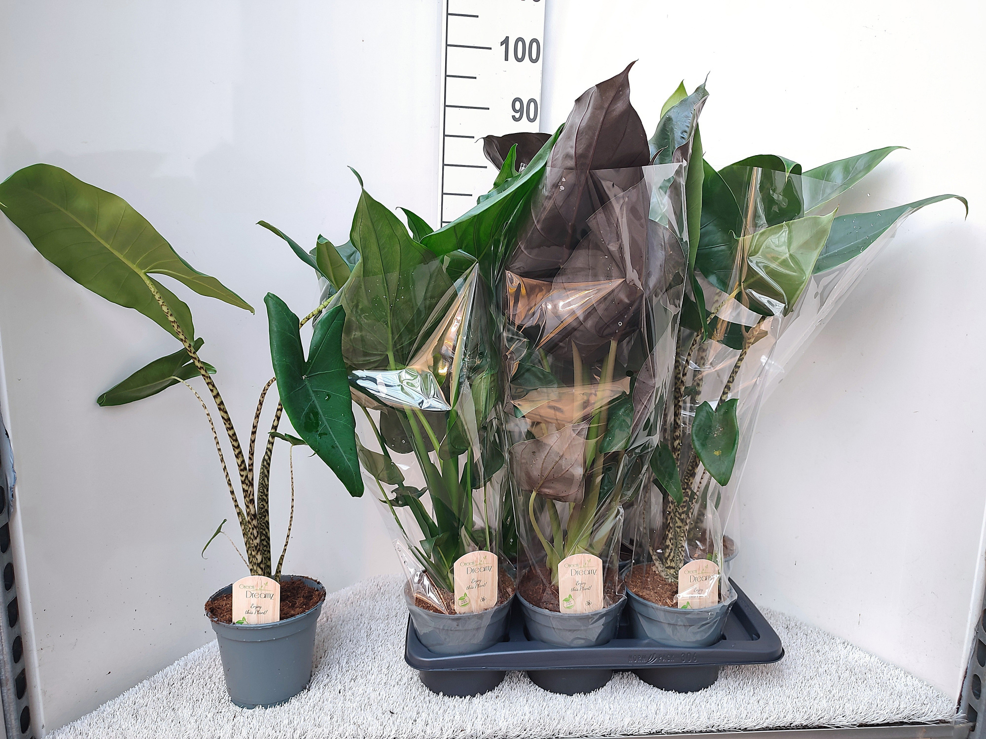 Alocasia Mix, D 17 cm