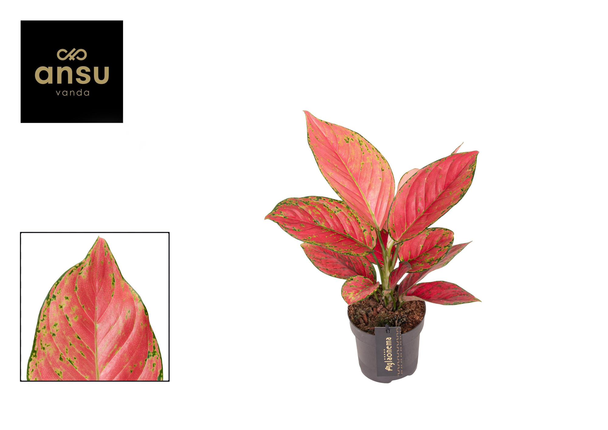 Aglaonema Ruby Love, D 12 cm