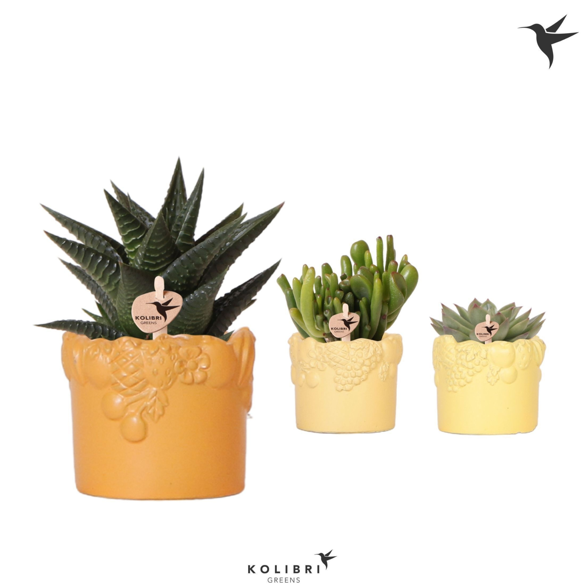 Kolibri Greens Succulenten mix in Fruity pot yellow mix, D 6 cm