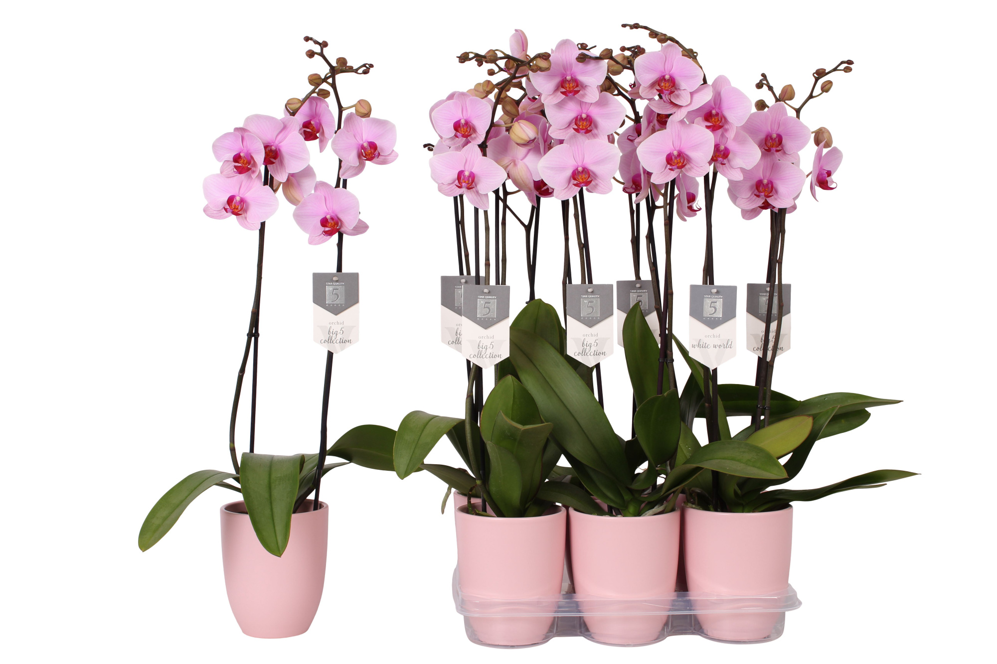 Phalaenopsis Washington, 2-spike 18+ Pink Ceramics, D 12