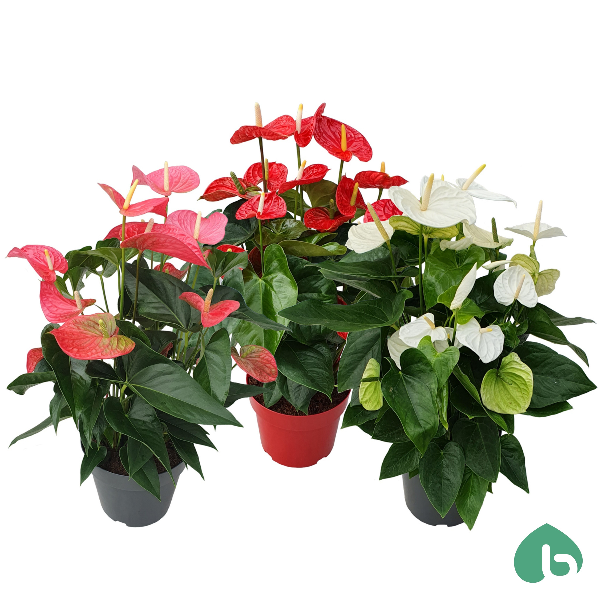 Anthurium Mix ''Big Flowers'' 3 Colors, D 24