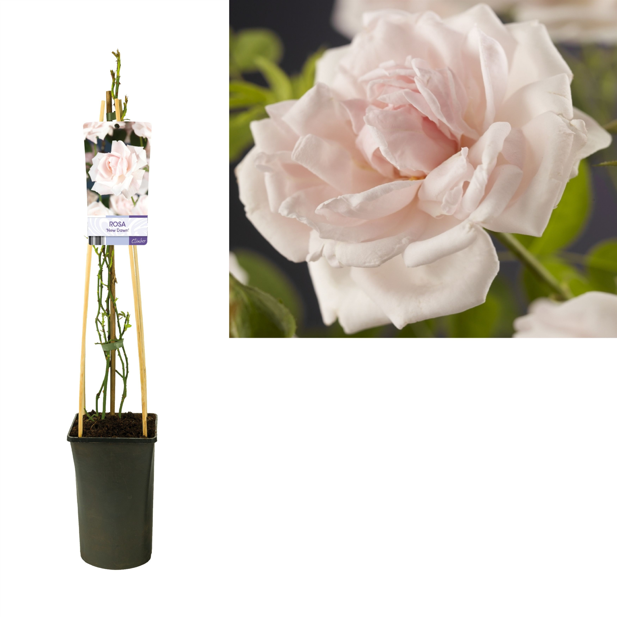 Rosa 'New Dawn' +light label, D 17 cm