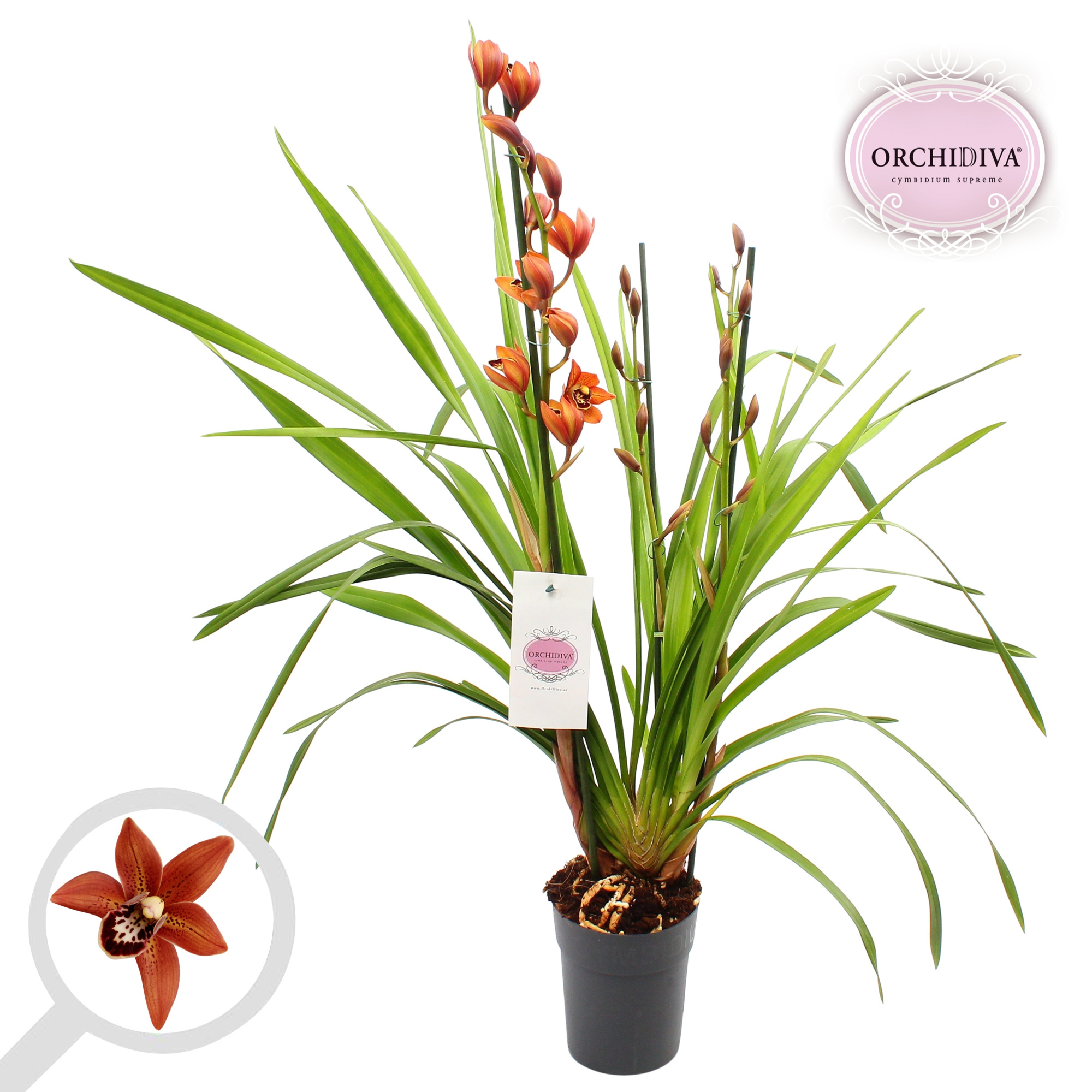 Cymbidium oranje 3-4 tak, D 14 cm
