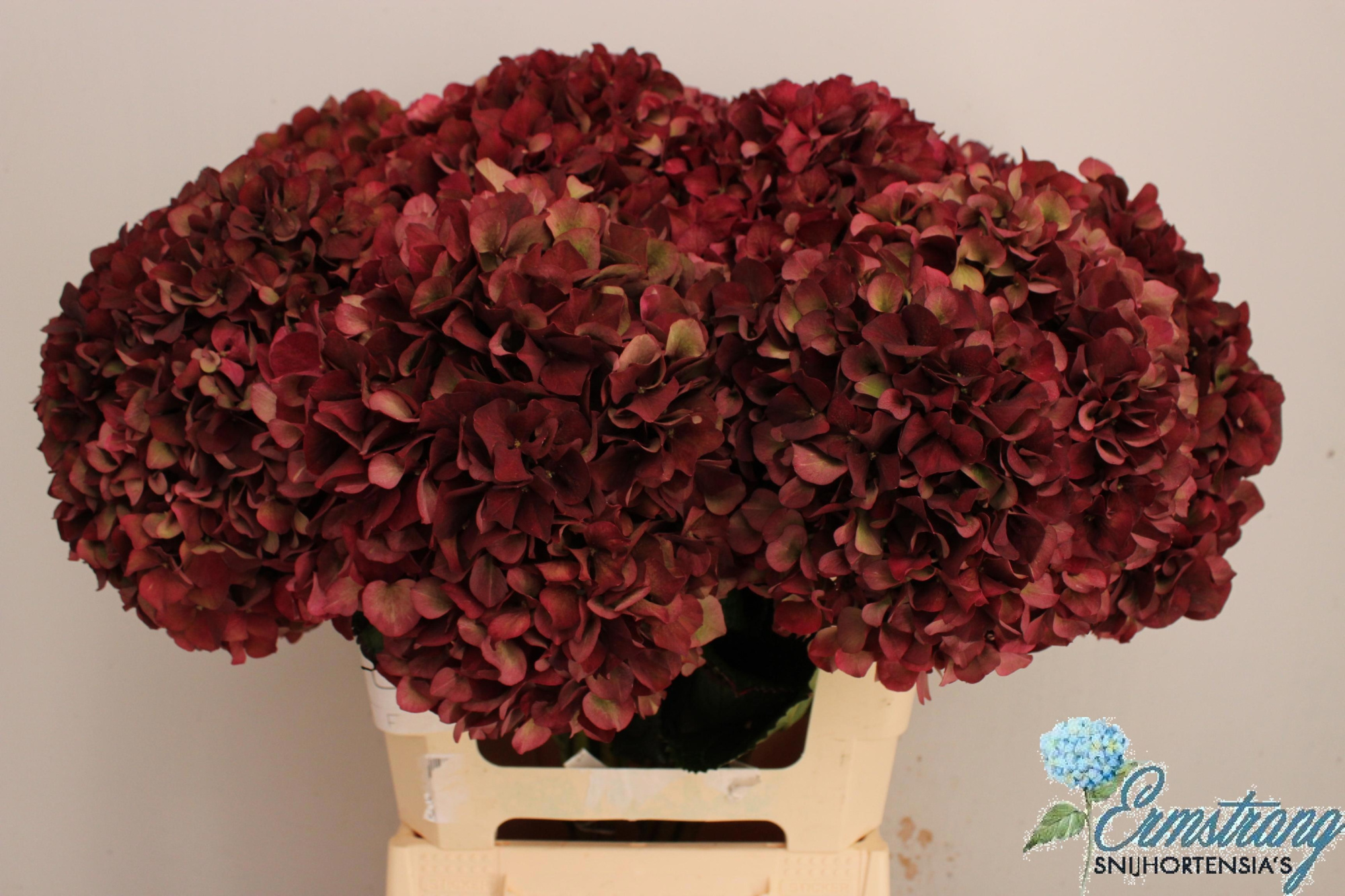 Гортензия Мэджикал Руби Рэд Классик 60, шт.