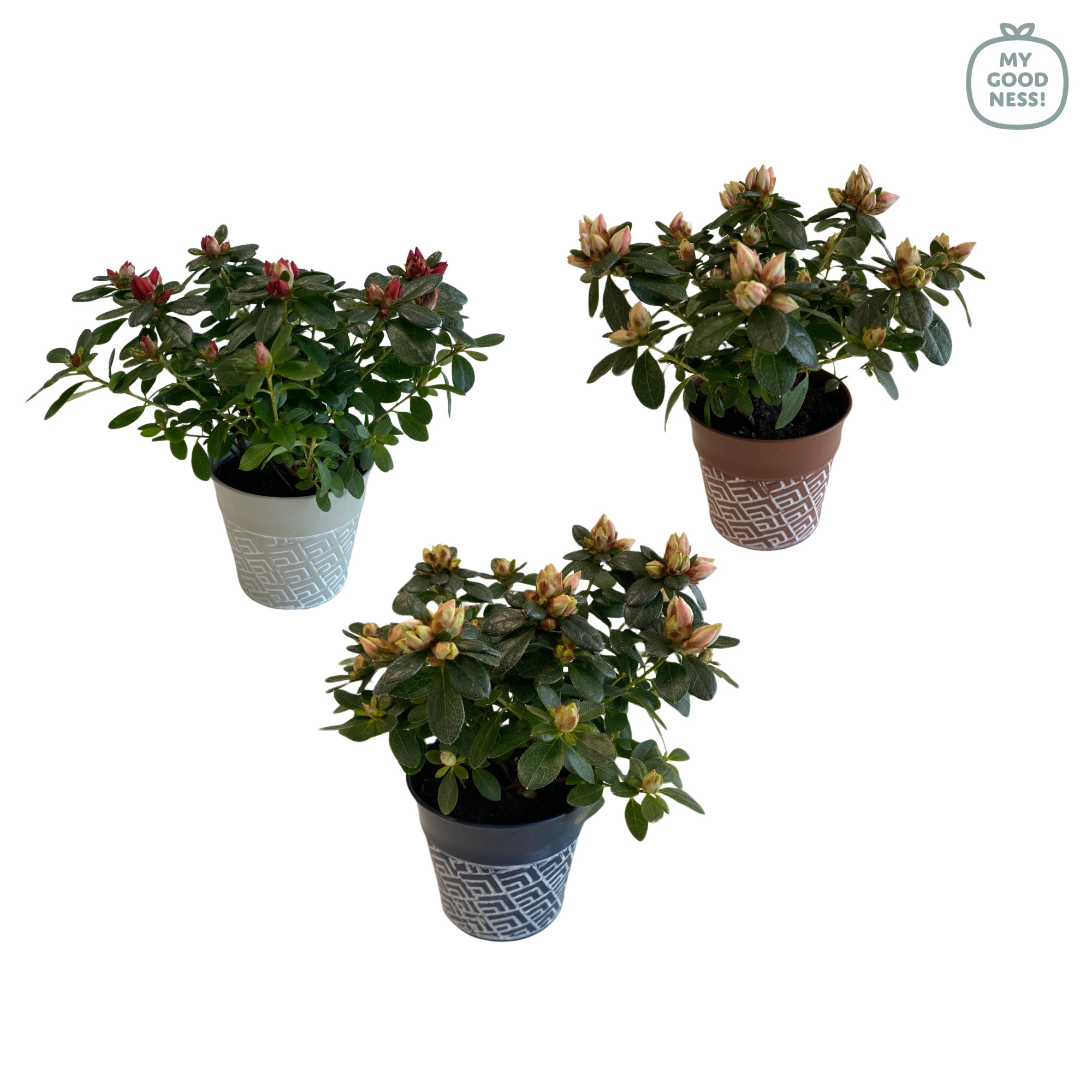 Azalea 10-12 /P9 ' Mix CC' V kleurtonend met zink pot, D 9