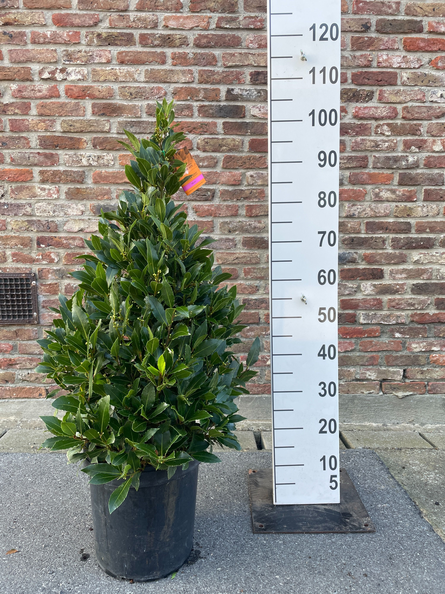 LAURUS NOBILIS PYRAMIDE 100 CM P 25, D 25 cm