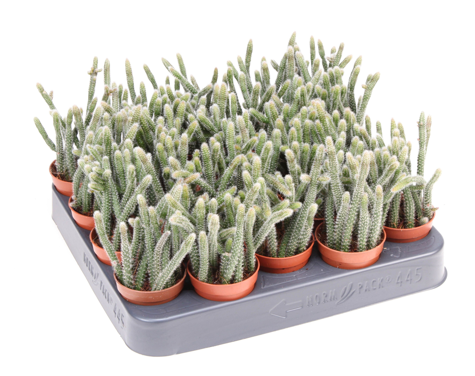 Rhipsalis horrida, D 5,5 cm