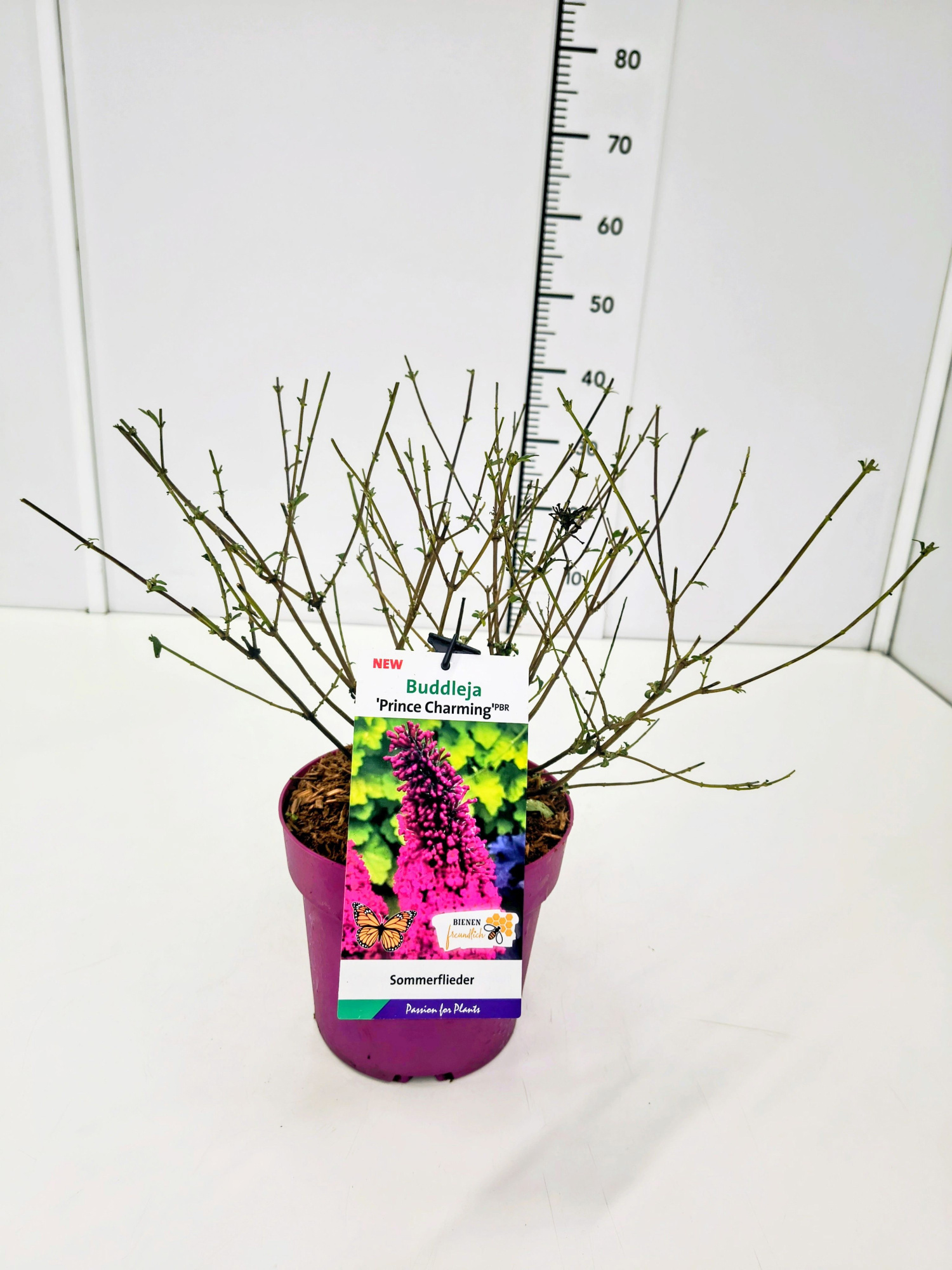 Buddleja dav. 'Prince Charming' C3, D 19 cm