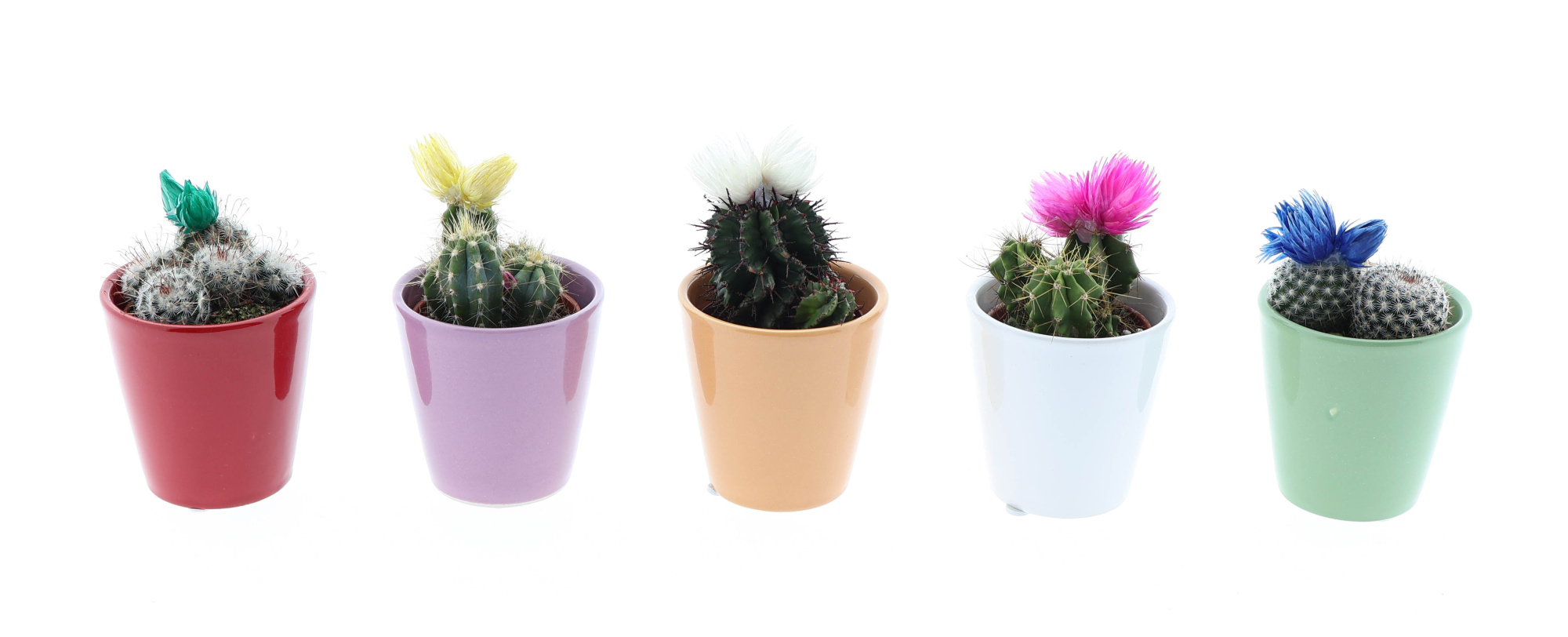 Kleurpot cactus strobloem mix, D 5,5 cm