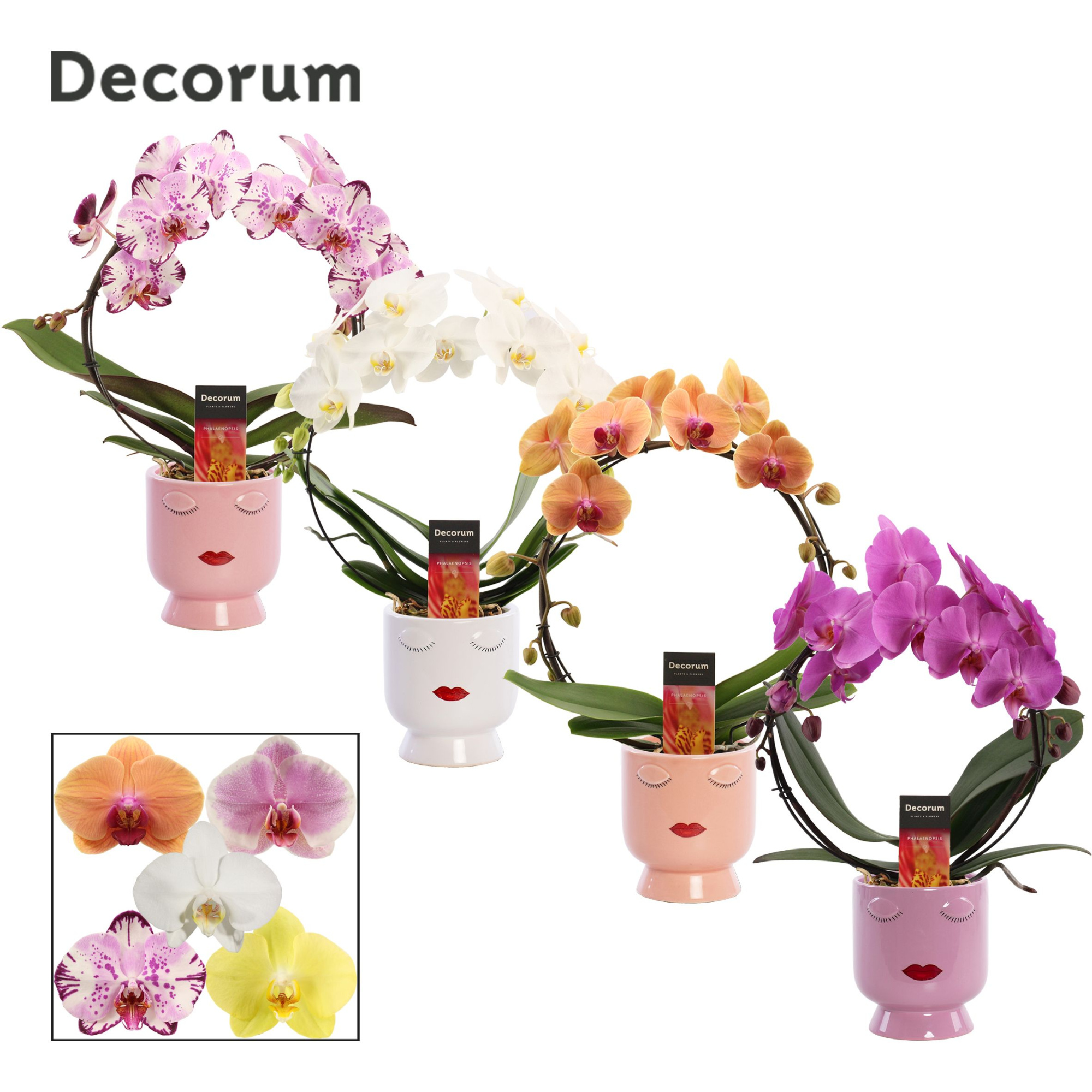 Phalaenopsis boog mix in Dua Lipa (Party Love-collection), D 12 cm