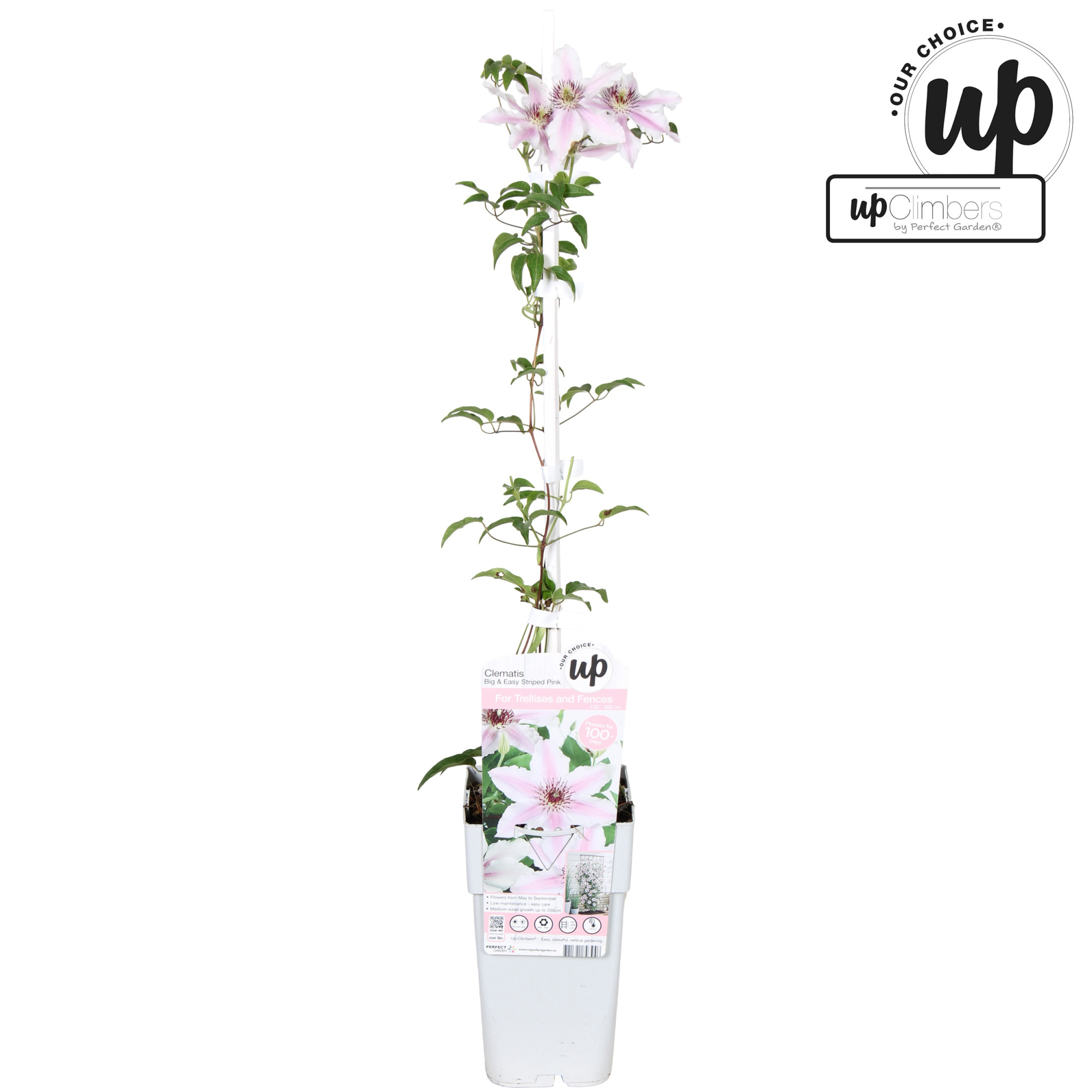 Clematis Big and Easy Striped Pink - Ithemba P15, D 15 cm