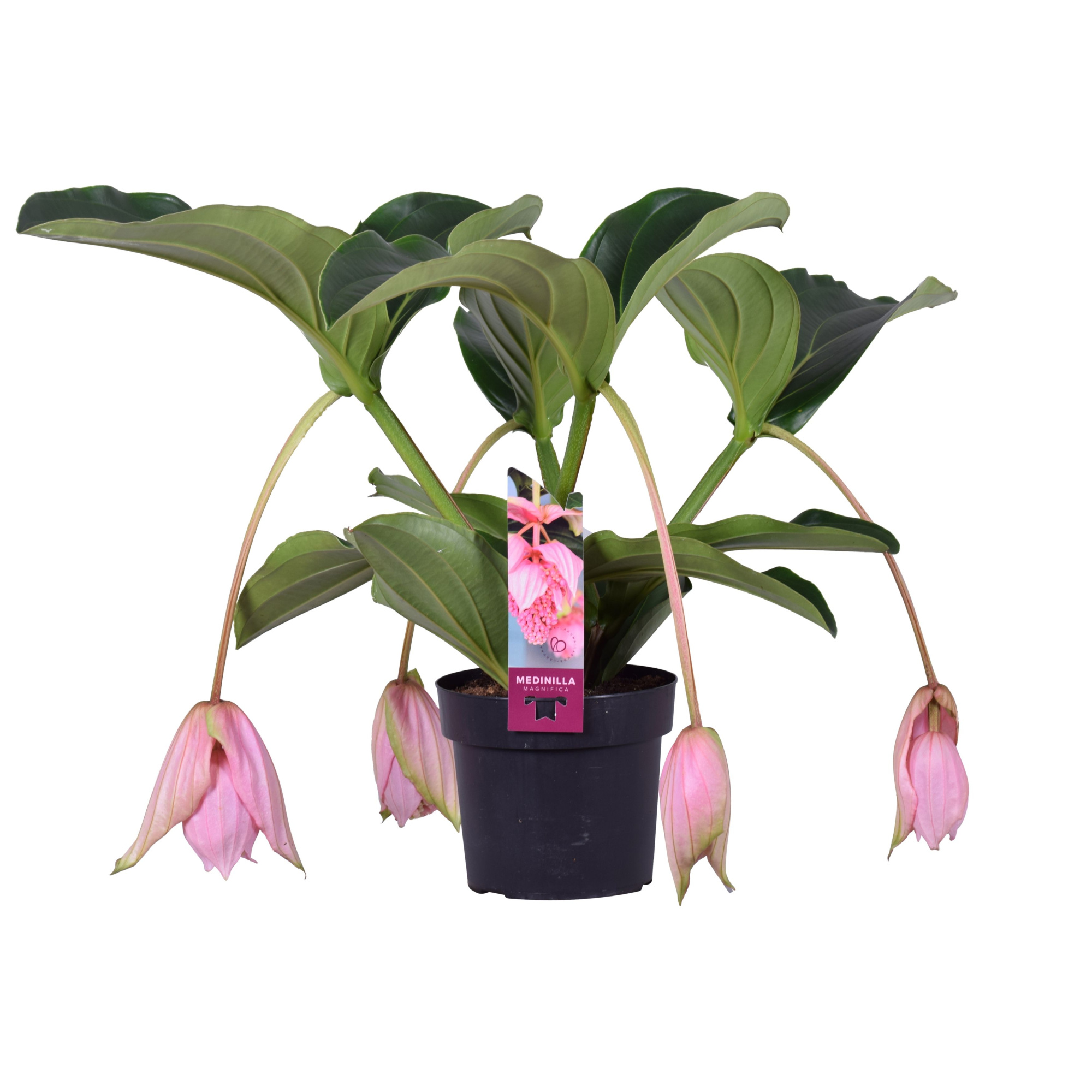 Medinilla Magnifica 2 etage 4 knop, D 17