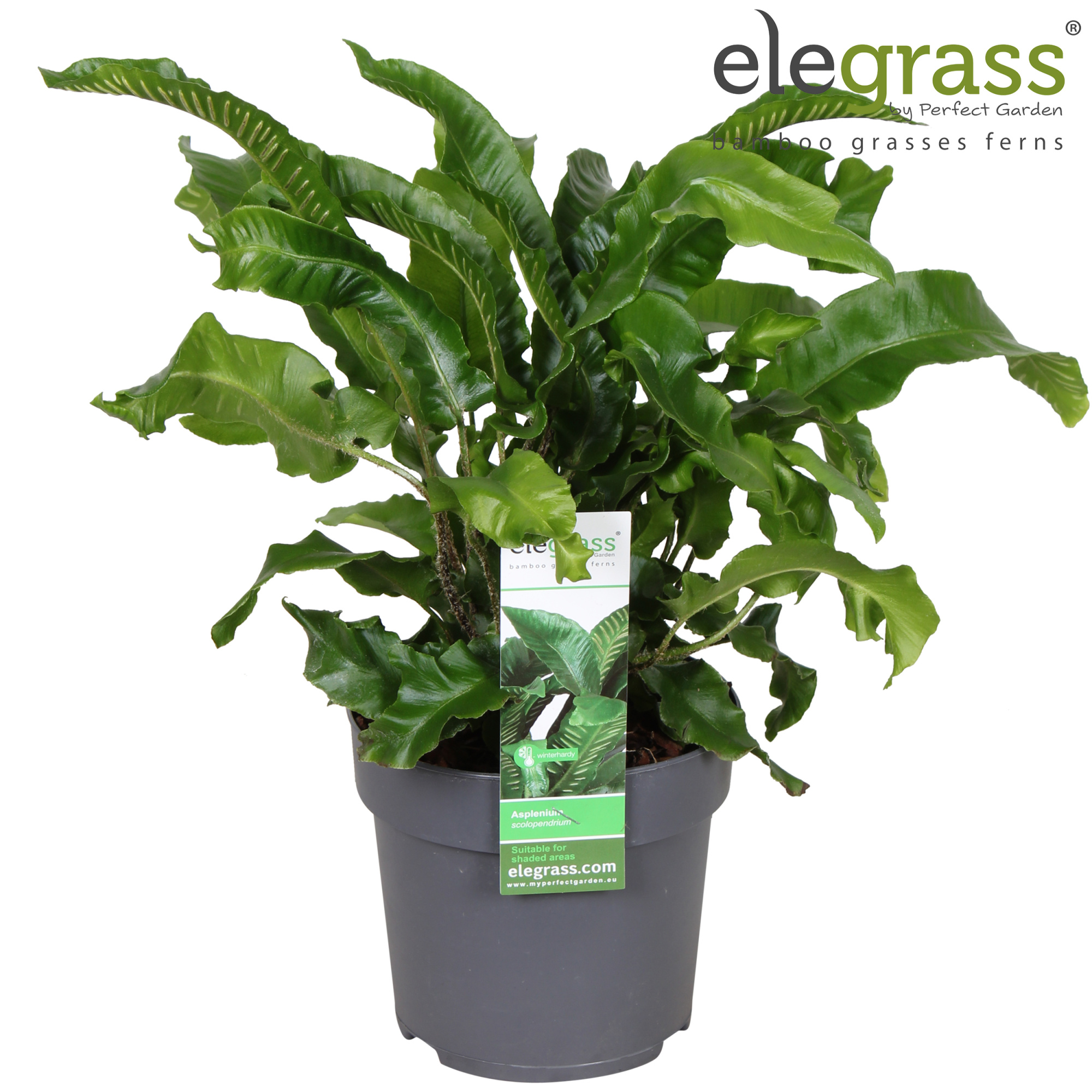 Asplenium scolopendrium P14, D 14 cm