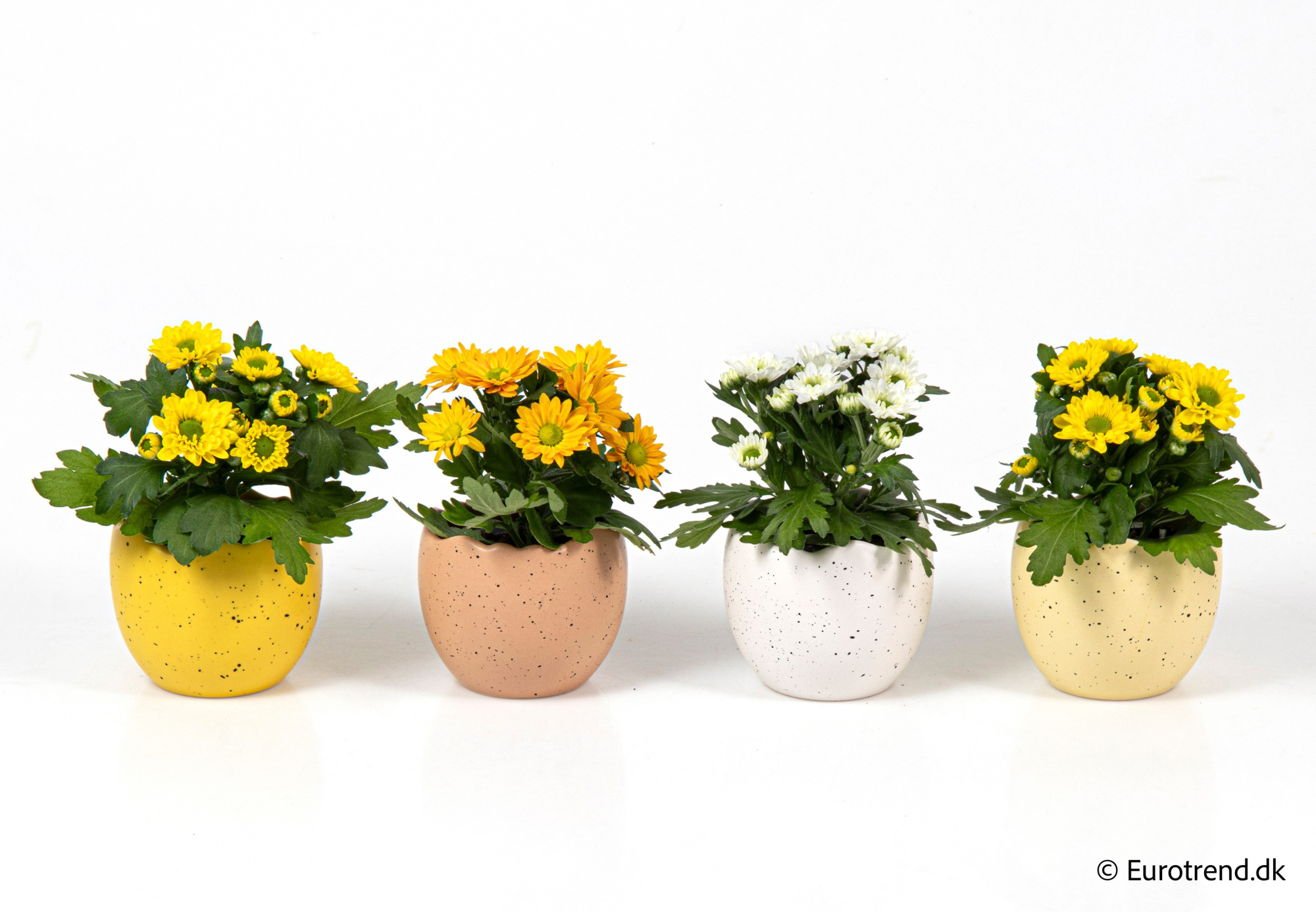 Chrysanthemum in Easter ceramic 2026, D 6