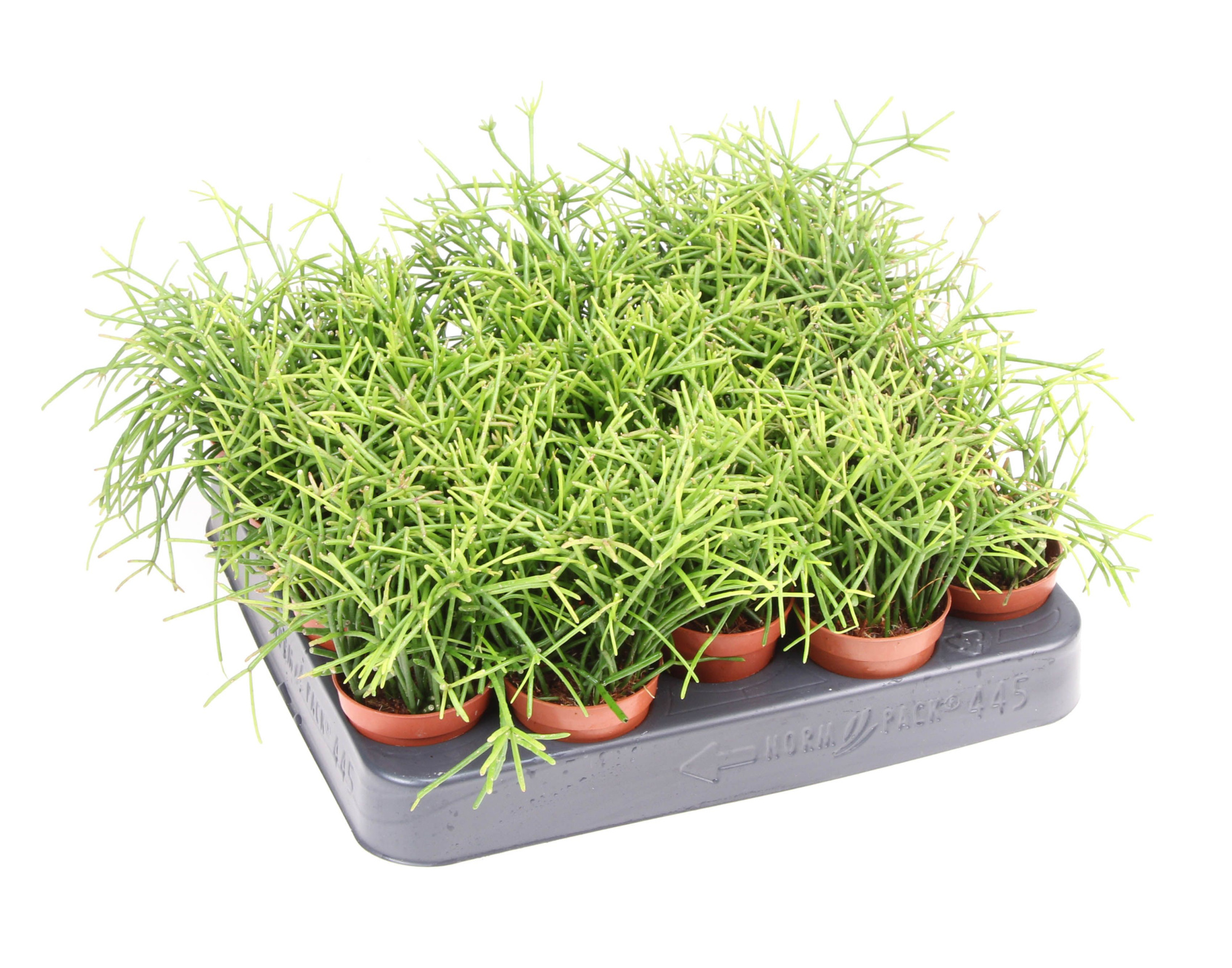 Rhipsalis cassutha oasis, D 5,5