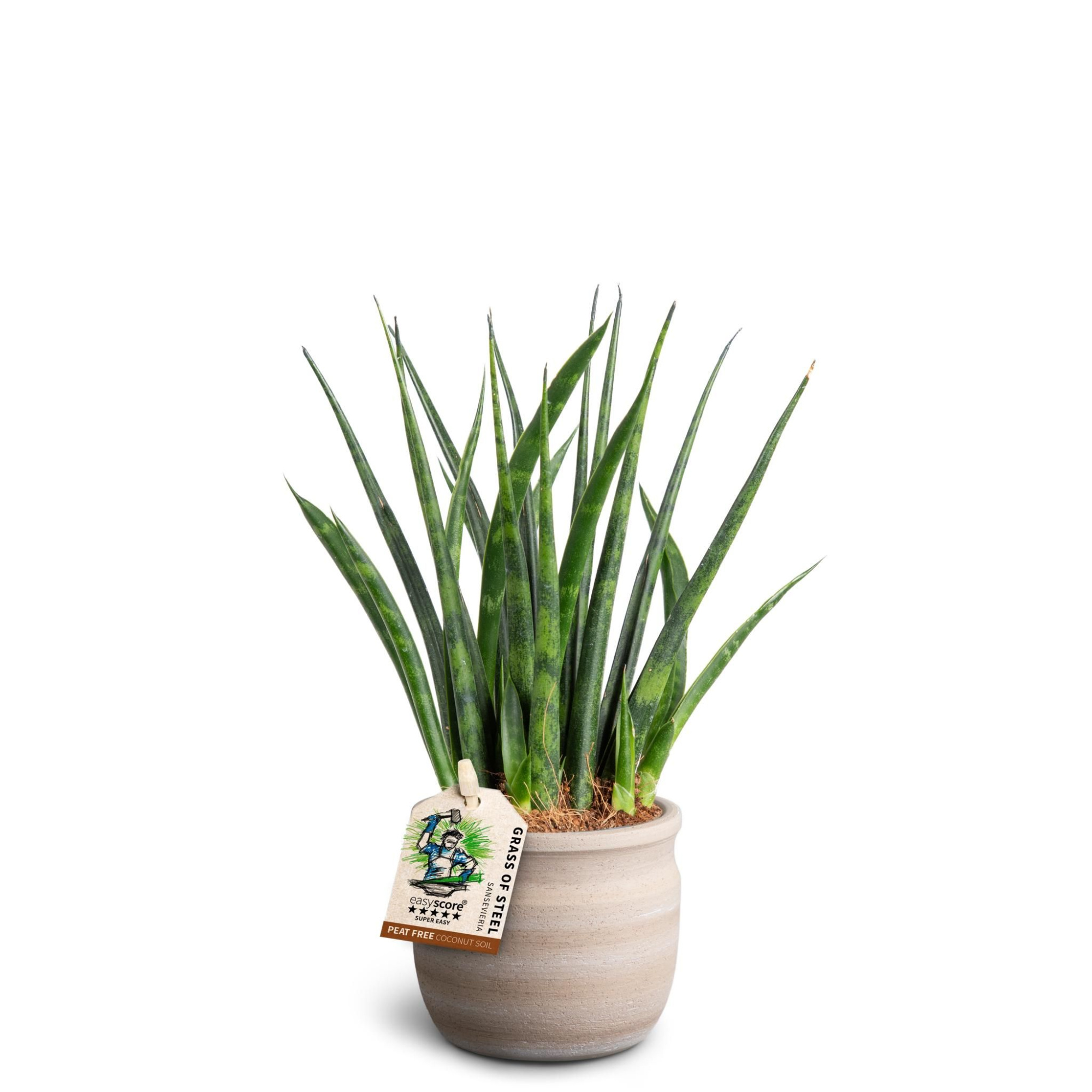 Maceta Sand, Sansevieria ´Fernwood´, D 7