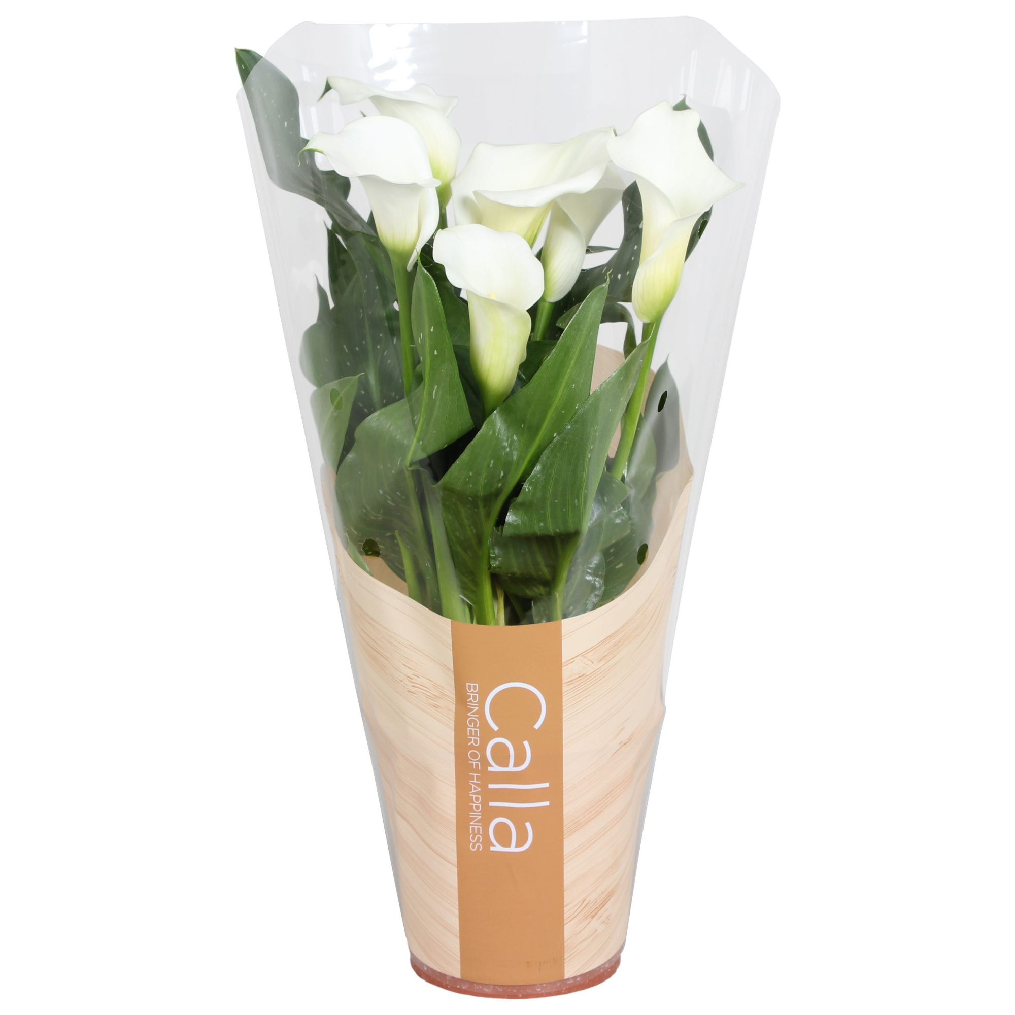 Zantedeschia Fresco Calla wit in bedrukte hoes, D 13