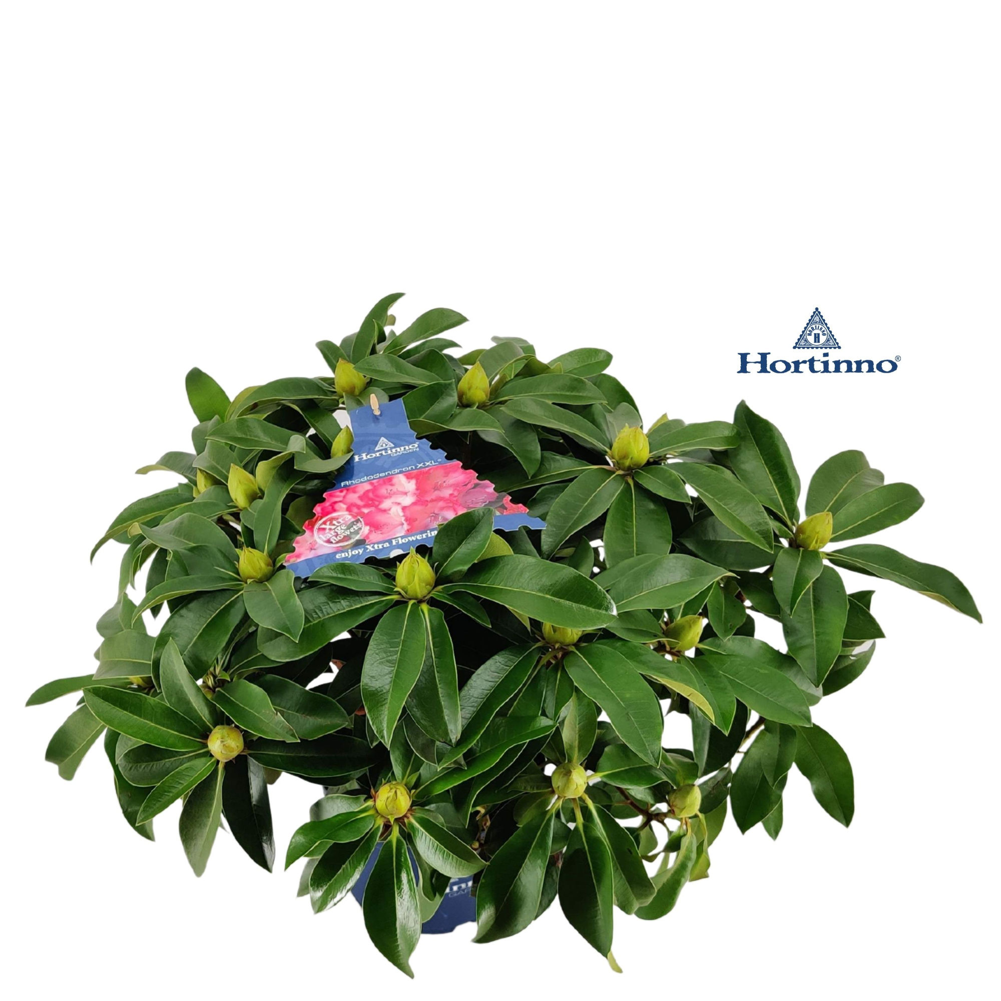 Rhododendron 50-60 /5 liter 'XXL' large, D 23 cm