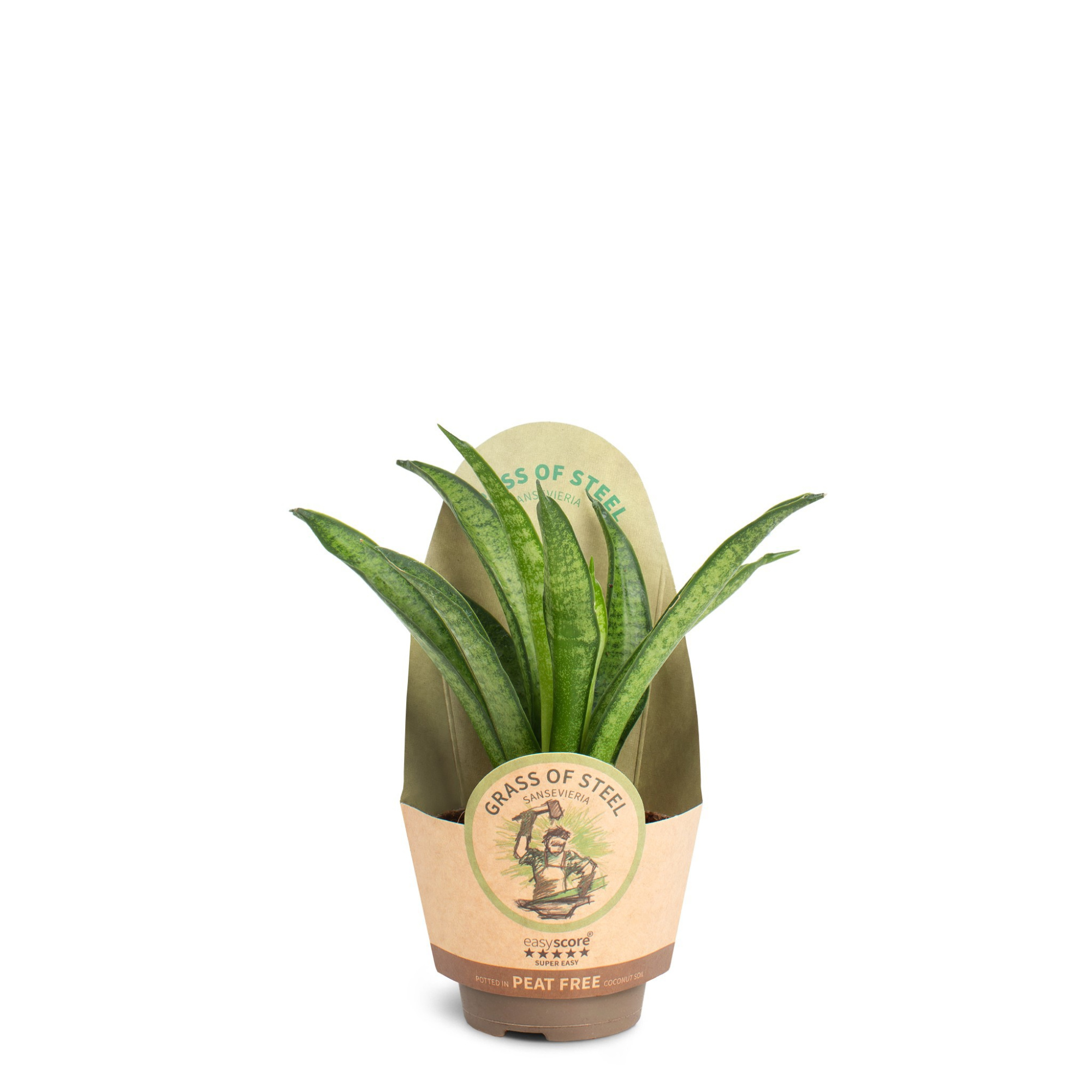 Sansevieria ´Panthera´, D 6