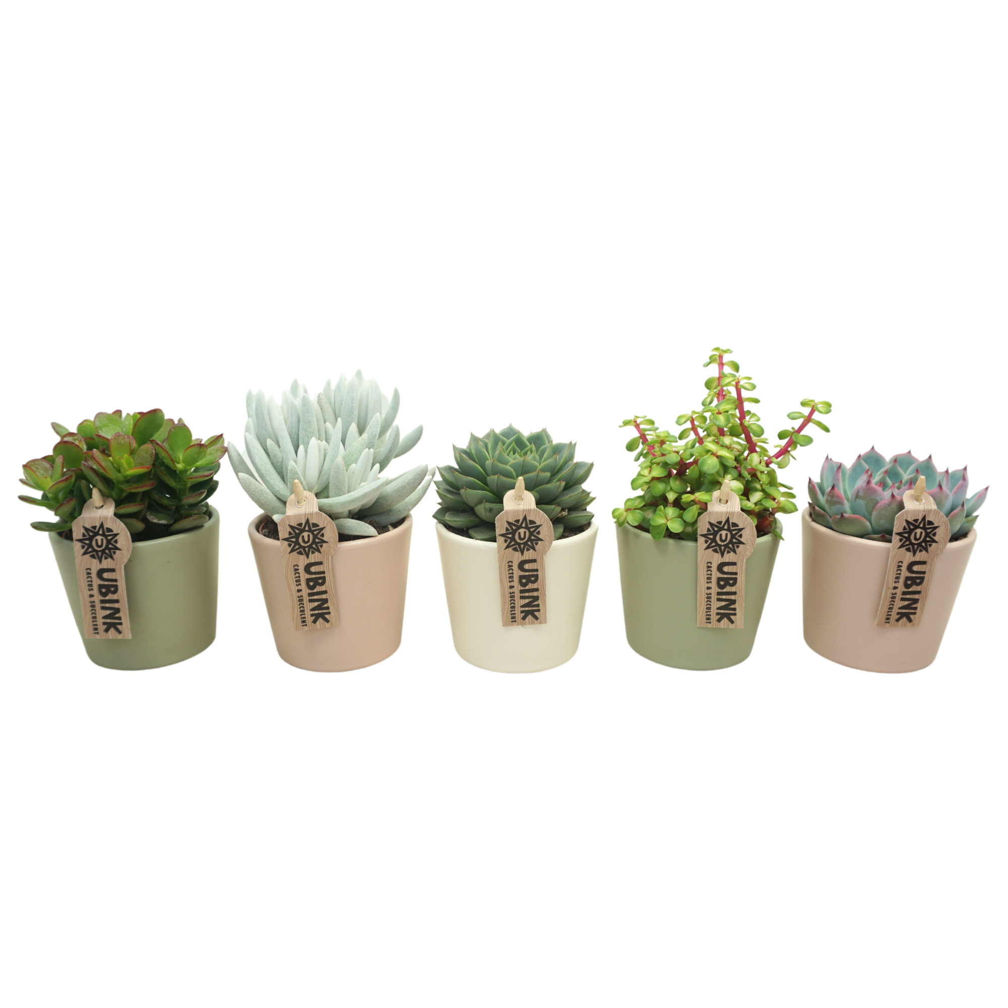 Succulent mix in 9 cm pastel potje (3 assorti), D 8,5 cm