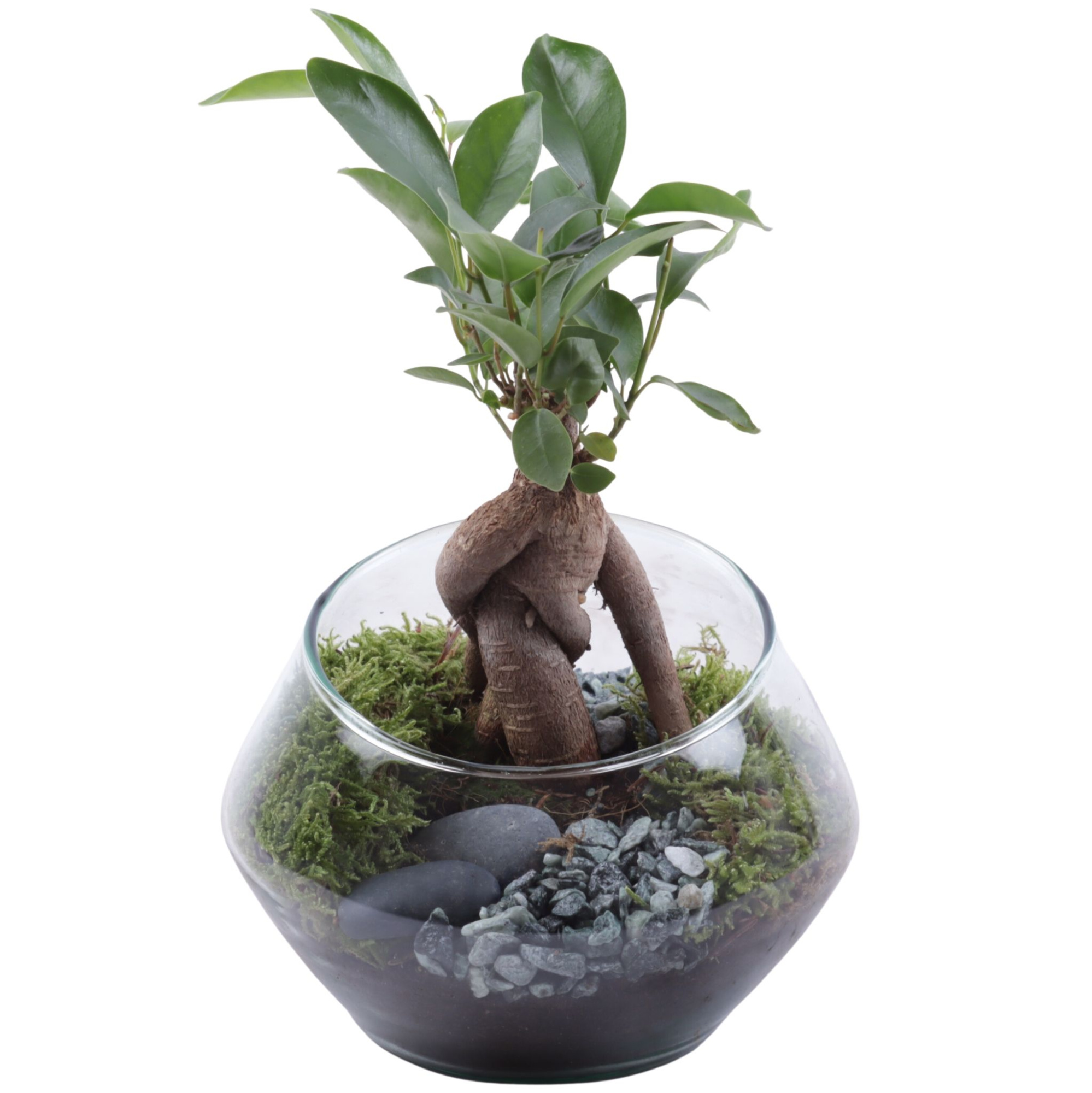 Ficus m. Ginseng Ø06cm in Glass UFO Vase Ø15cm, D 15 cm