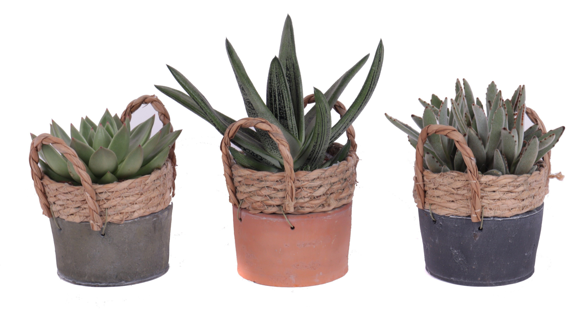 Succulenten mix 10,5 cm in kiribati pot, D 13 cm