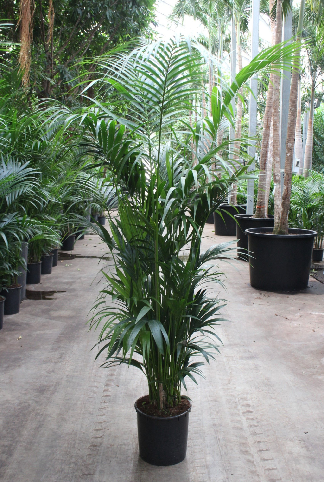 Howea forsteriana 15 per pot, D 34