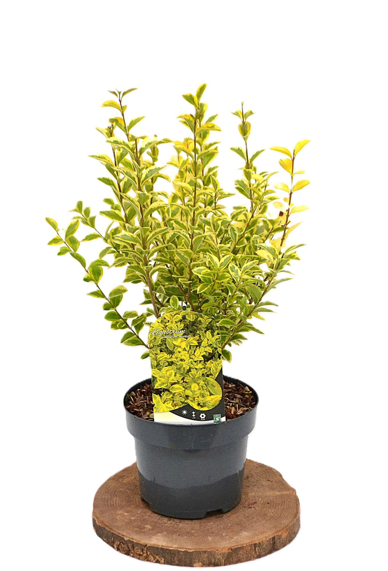 Ligustrum ovalifolium Aureum C3, D 19
