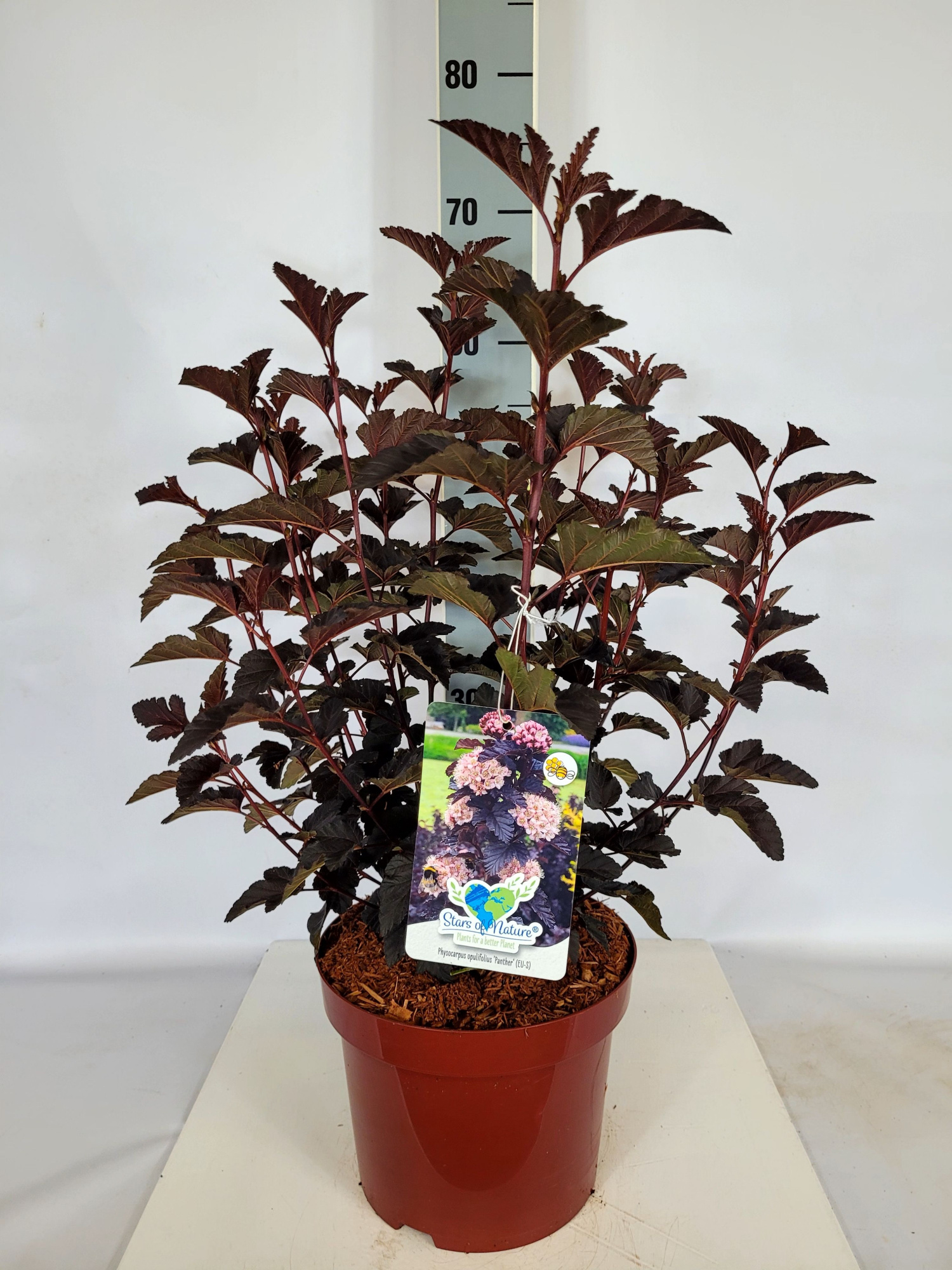 Physocarpus opulifolius 'Panther' S C5 40-60, D 23 cm