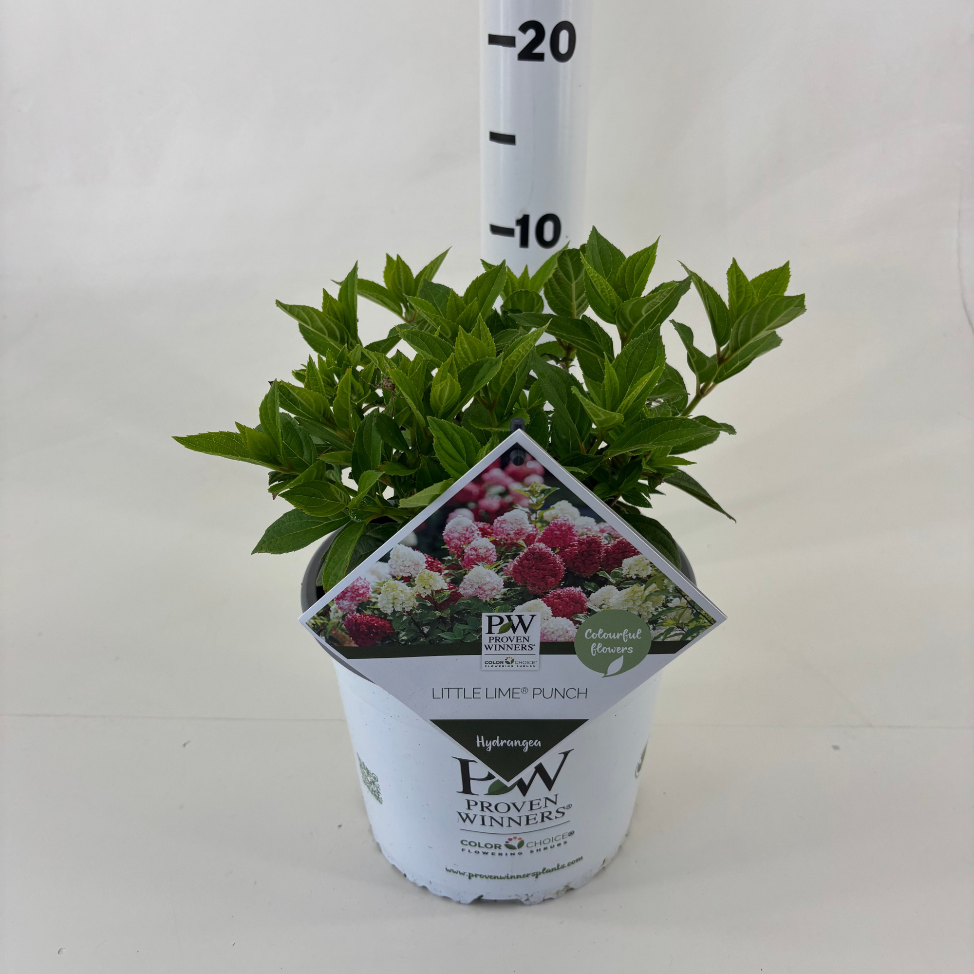 Hydrangea paniculata 'Little Lime Punch' ®, D 19 cm