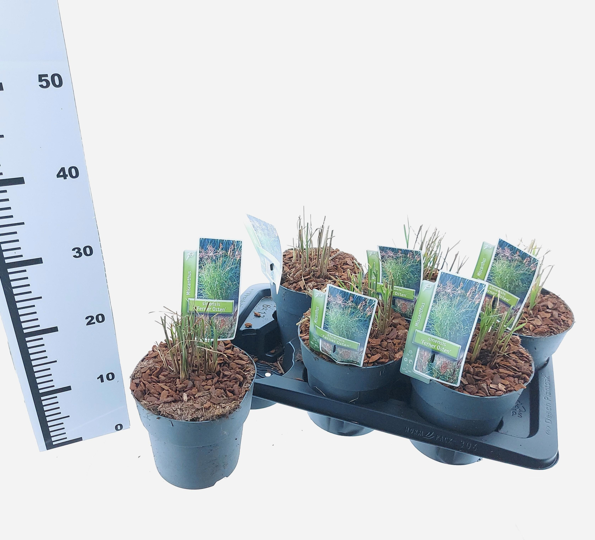 Miscanthus sin. 'Ferner Osten', D 17