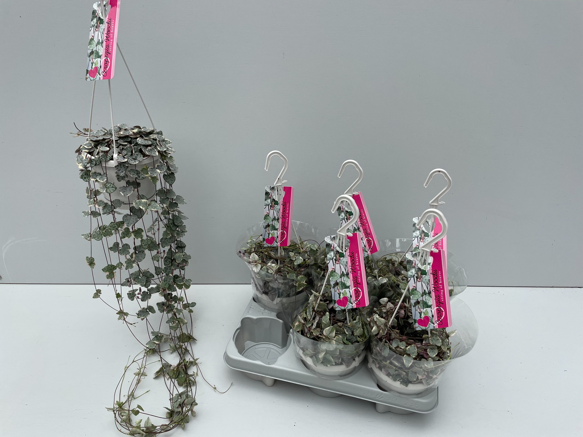 Ceropegia Woodii Variagata, D 14 cm