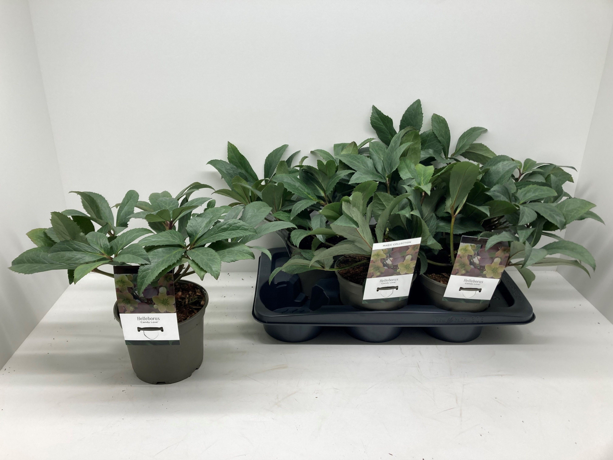 Helleborus x nigercors 'Candy Love', D 17 cm