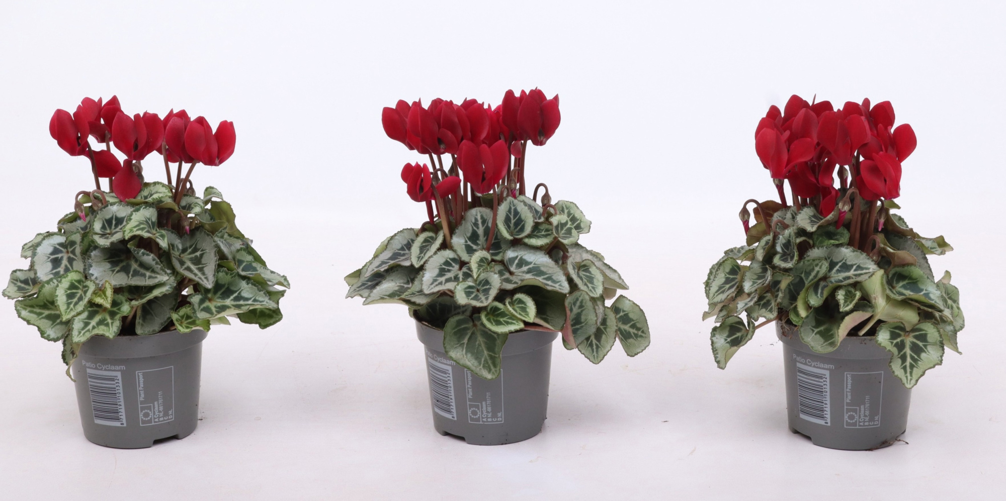 Cyclamen Smartiz Tuxedo Magenta 9 cm, D 9