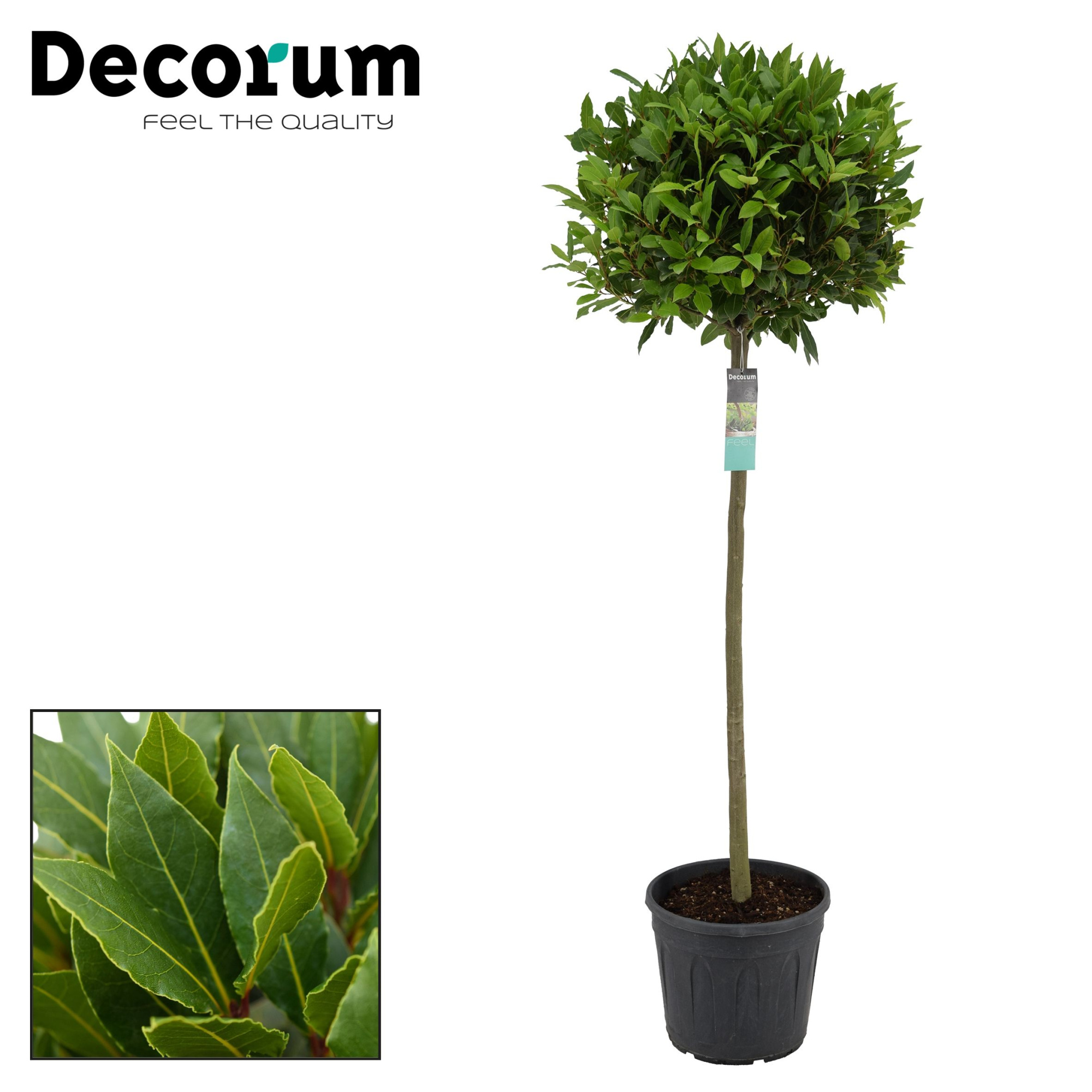 Laurus nobilis Bol op stam, D 30