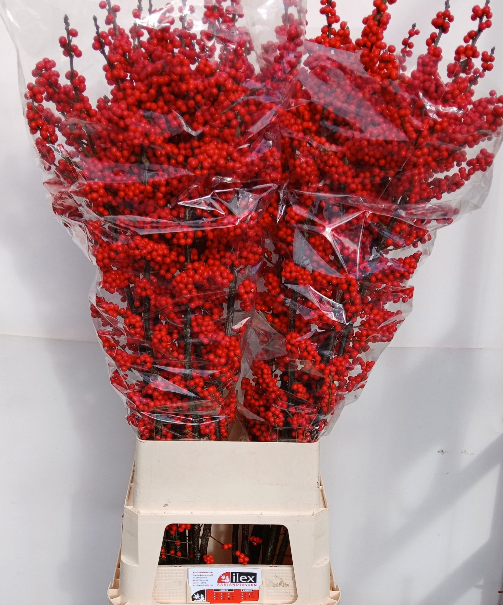 Илекс Красные ягоды 120, шт.