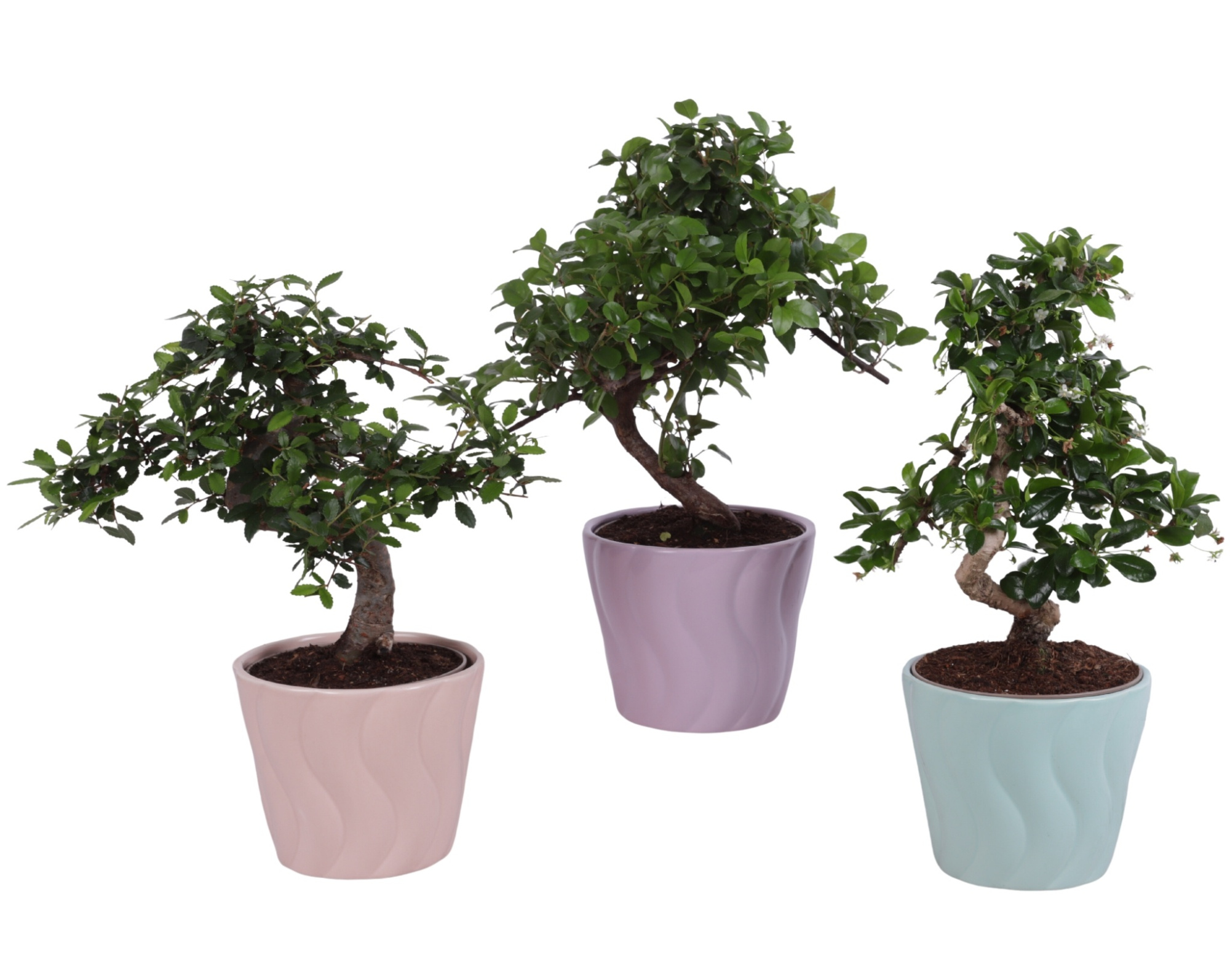 Bonsai Indoor Mix Ø12cm S-Shape in Ø 14cm Ceramic SE662, D 14