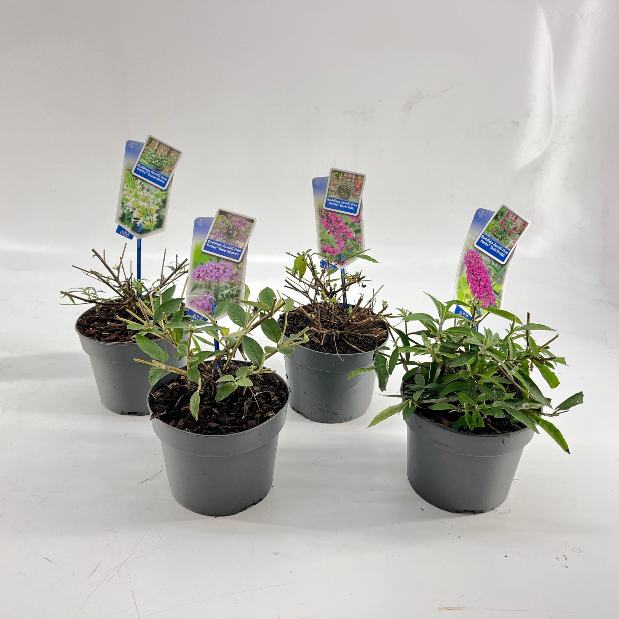 Buddleja (Free petite) mix P17 (minimum order one layer), D 17