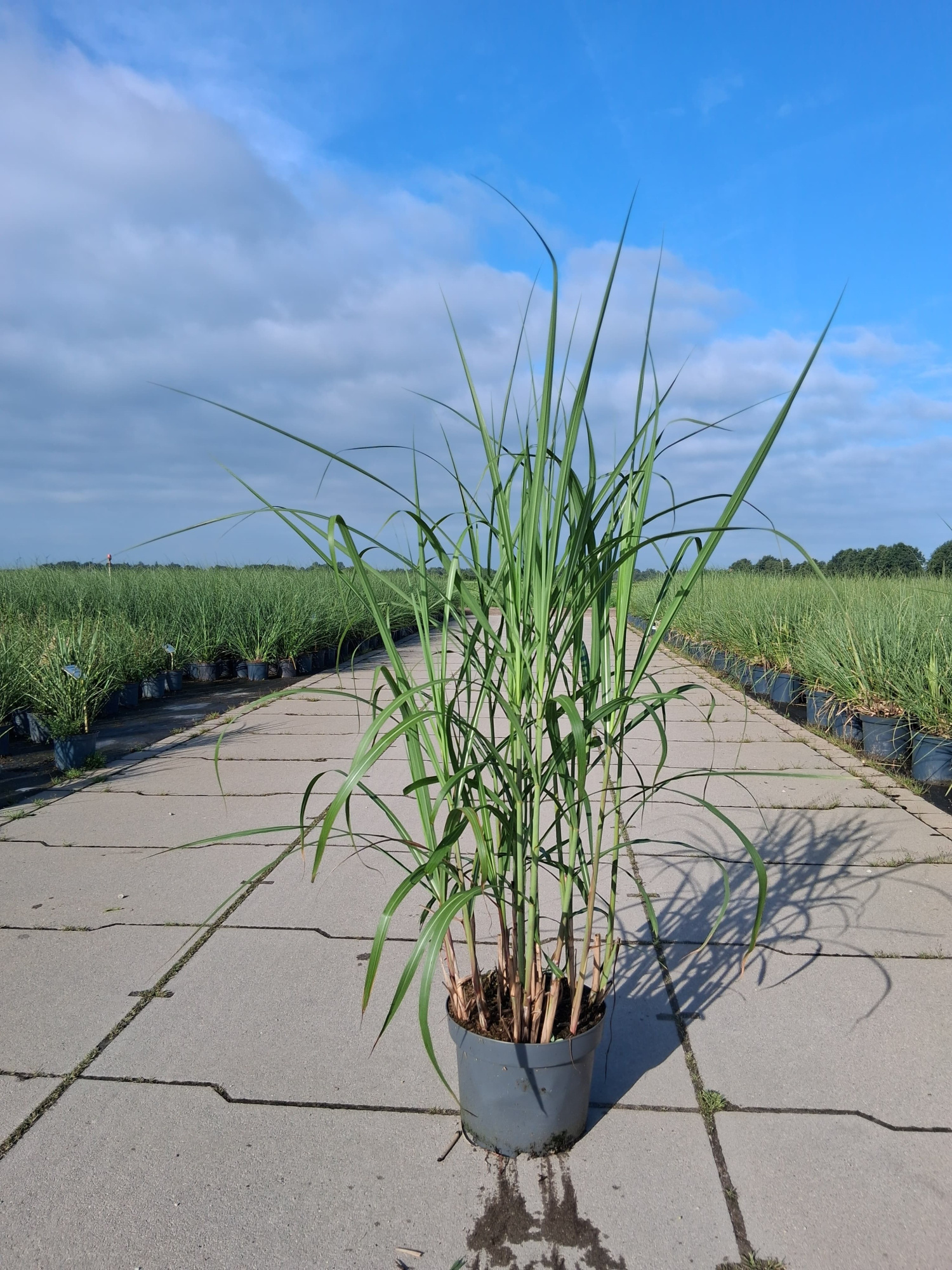 Miscanthus giganteus, D 29