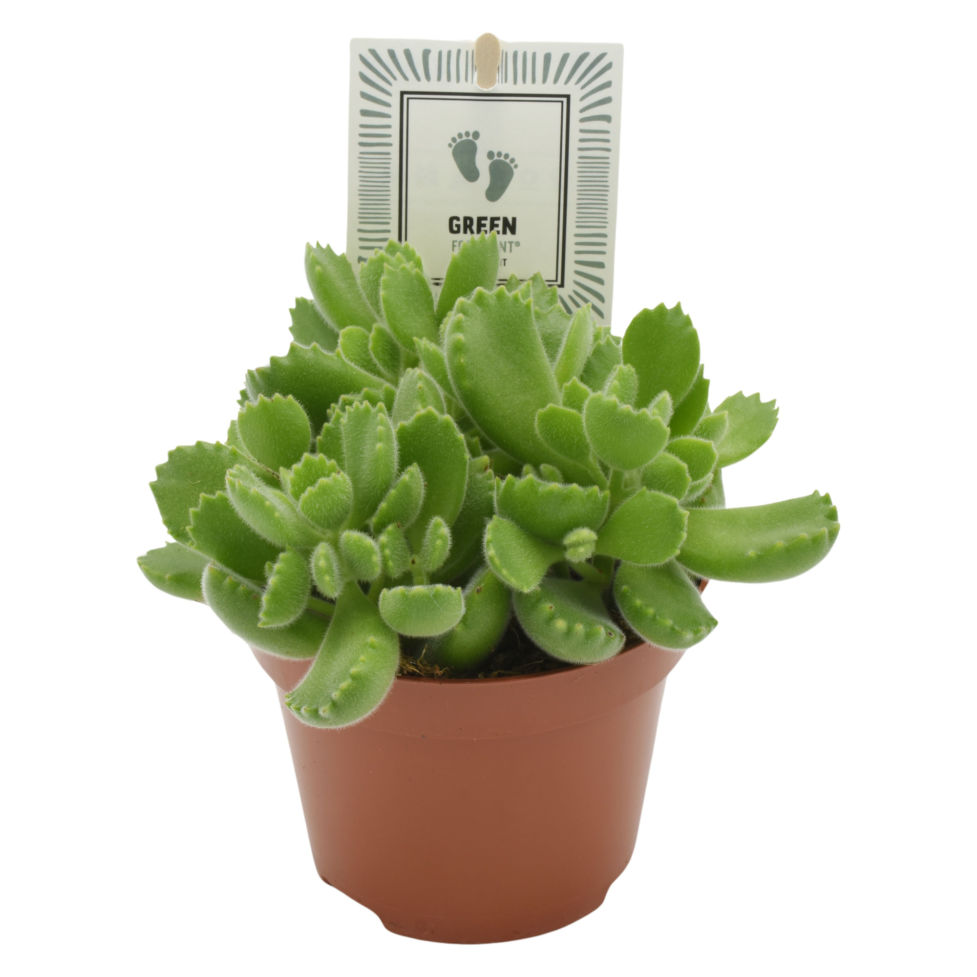 Cotyledon Green Footprint®, D 10,5 cm