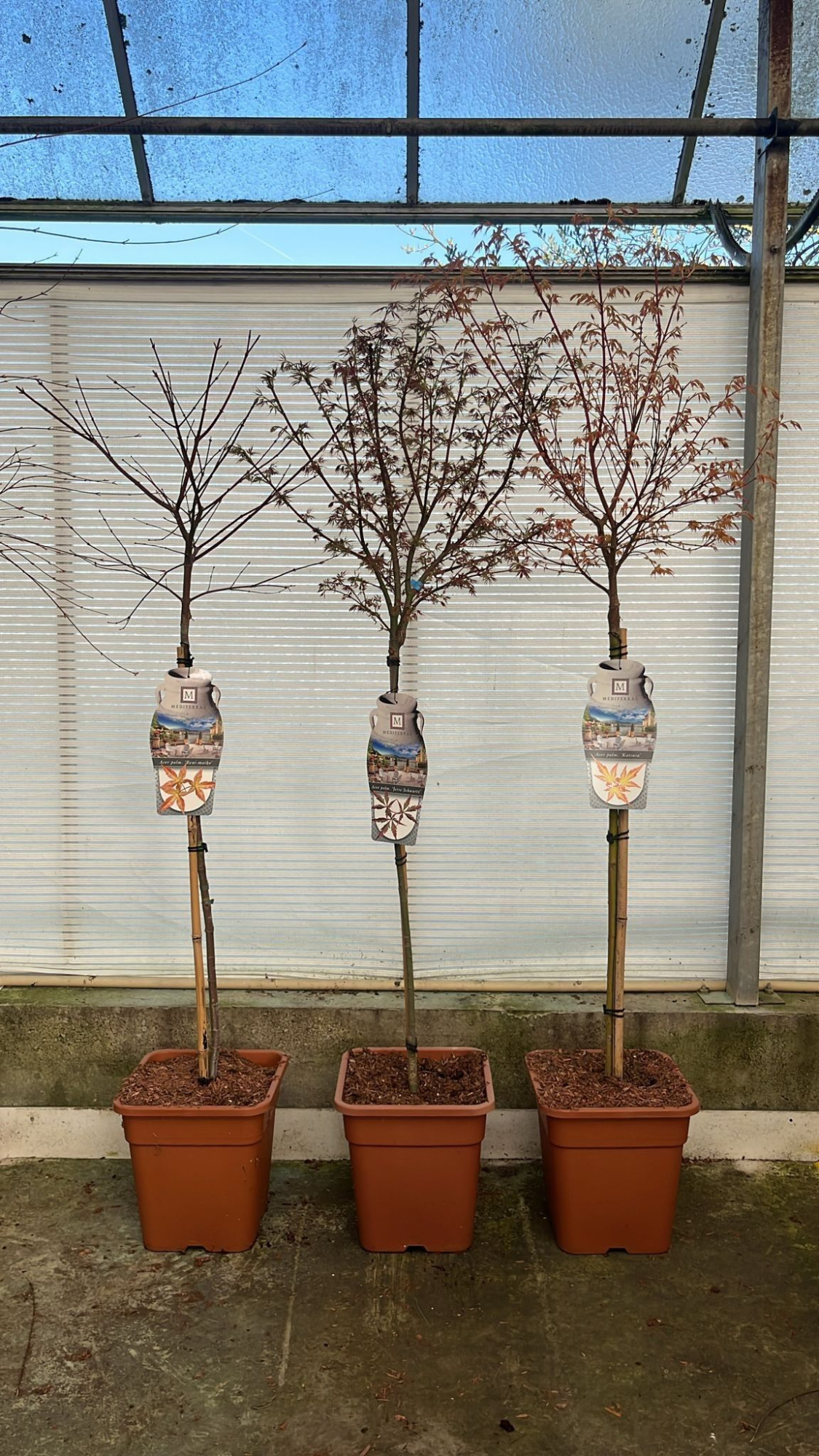 Acer pal. 'Mix' - vp18L 90-stam, D 30 cm