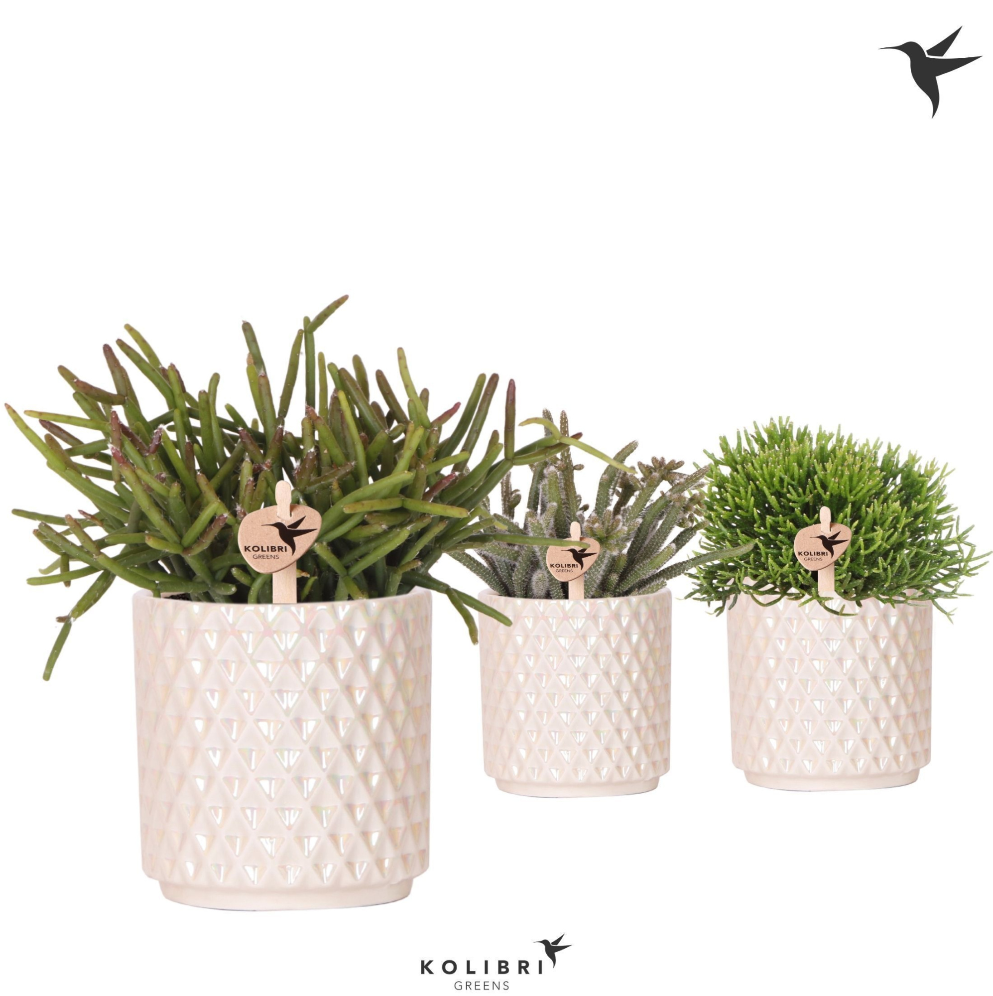 Kolibri Greens Rhipsalis mix in Diamond Pearl pot travertine, D 9 cm