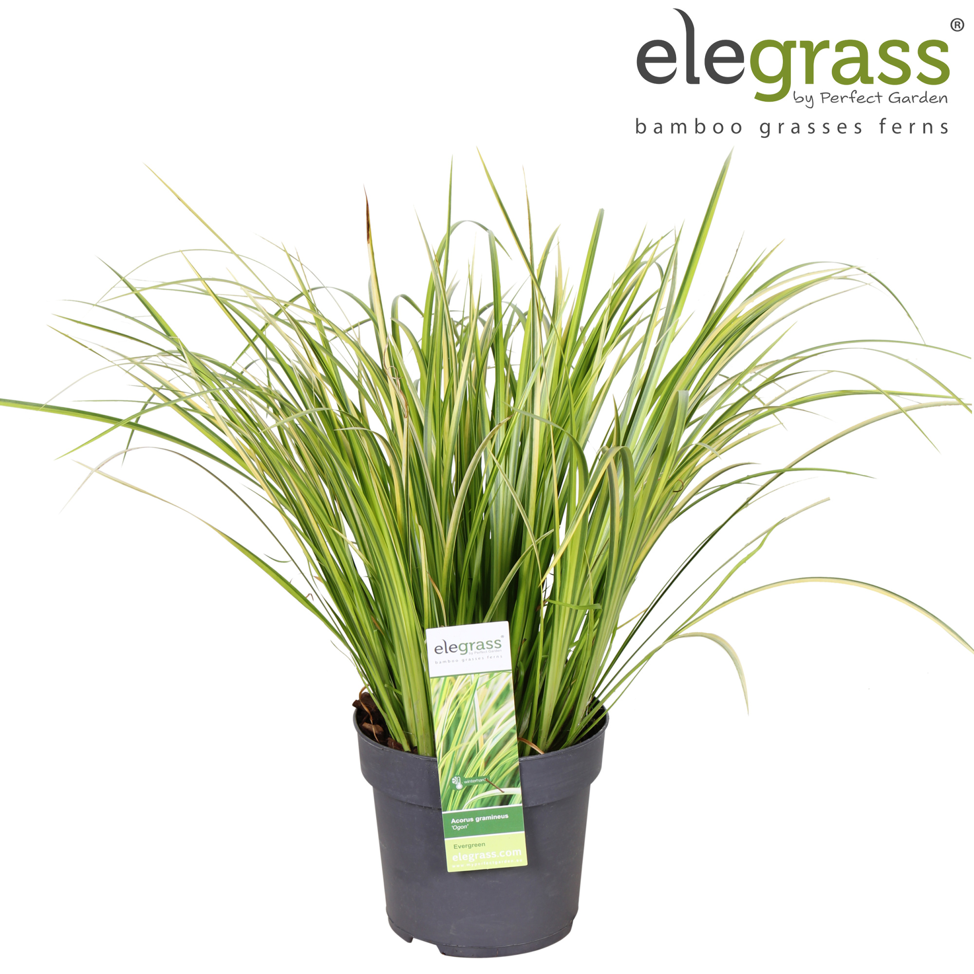 Acorus gramineus 'Ogon' P14, D 14 cm