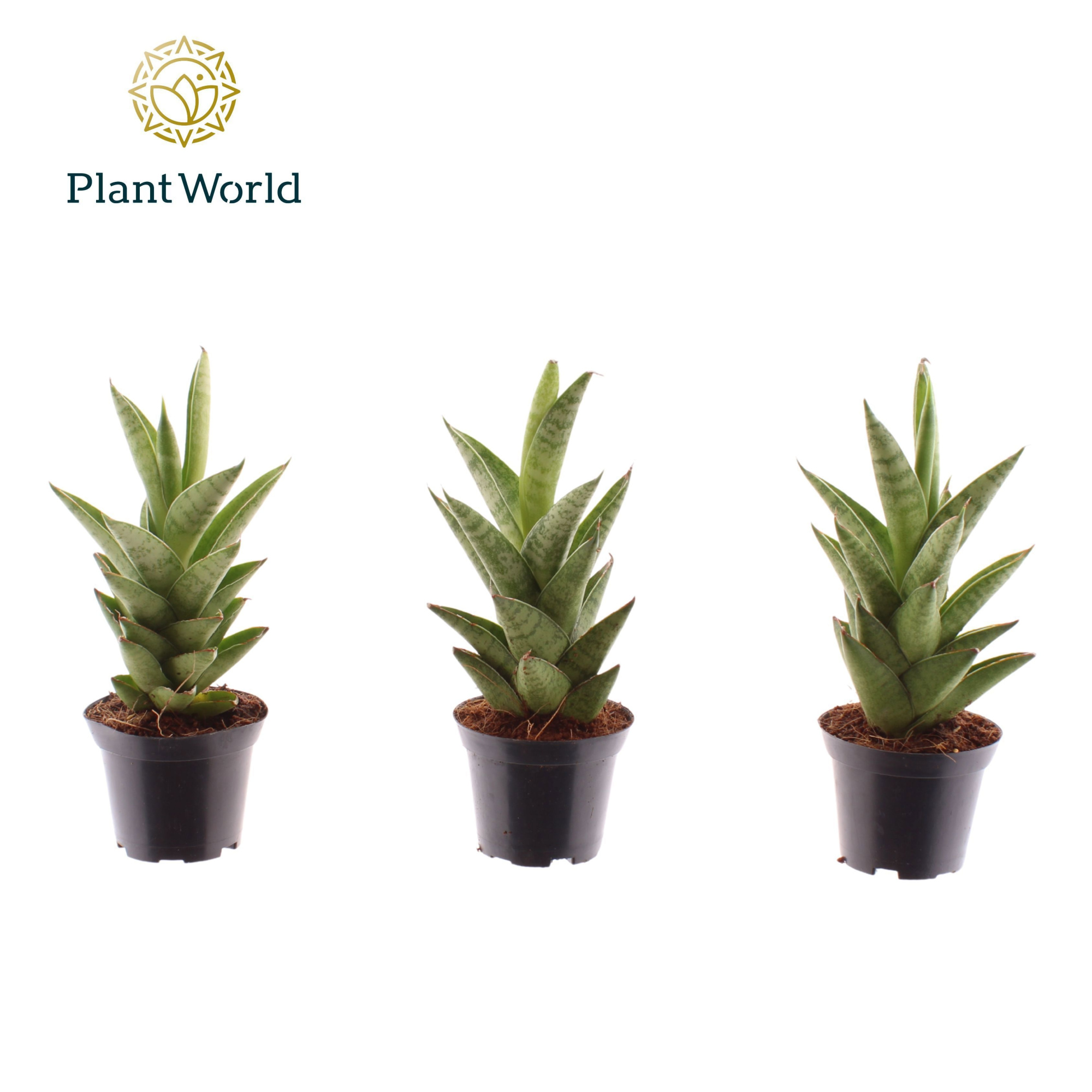 Sansevieria Starshooter 7 cm, D 7 cm