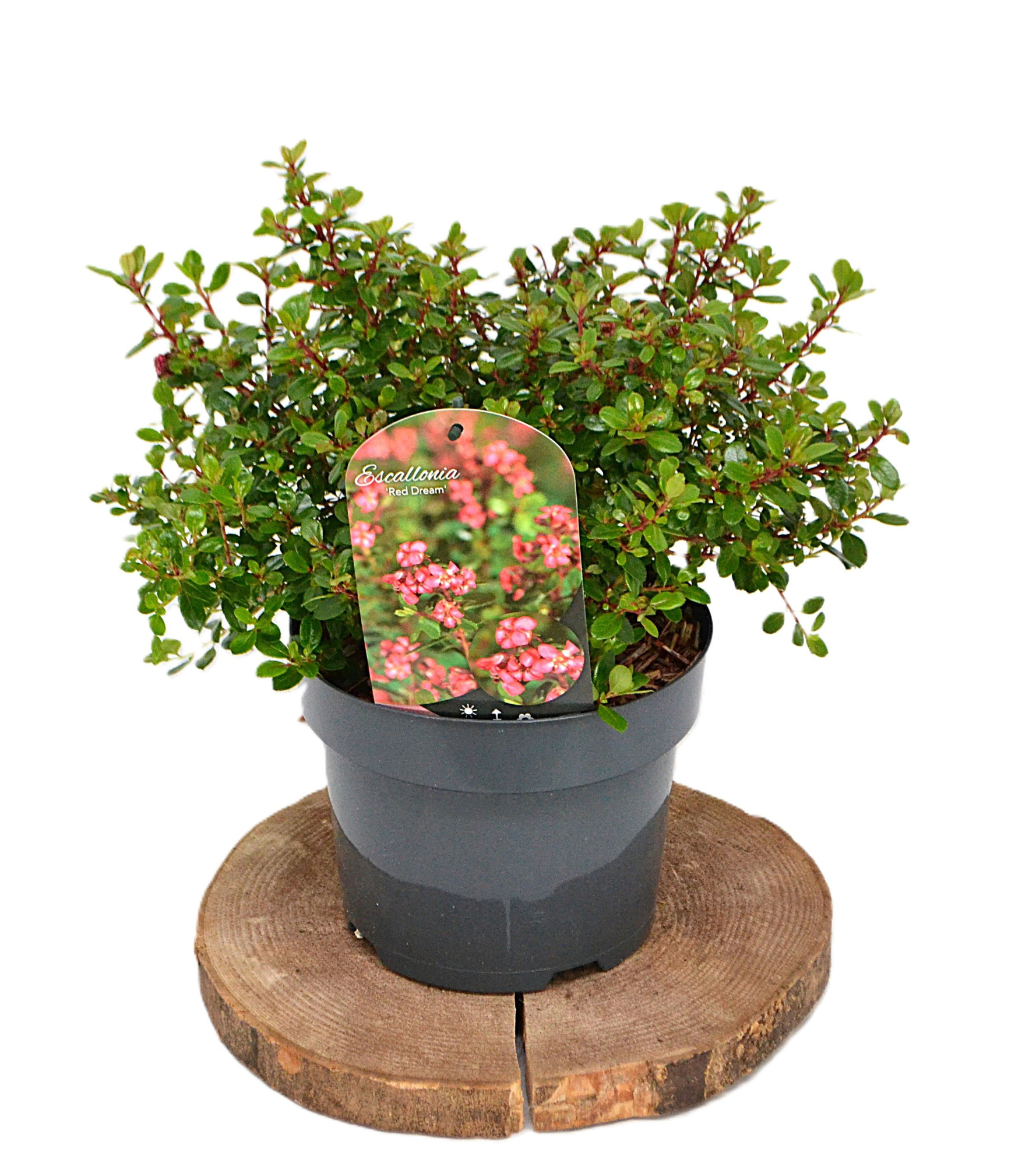 Escallonia 'Red Dream' C3, D 19