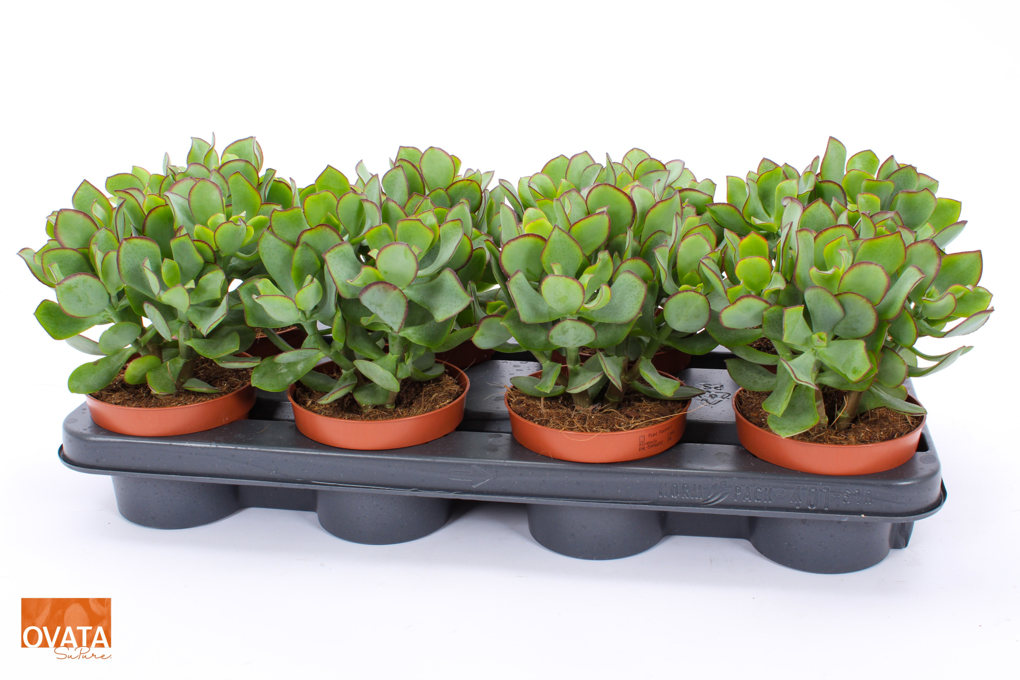 Crassula petit wave 12 WOODS, D 12 cm