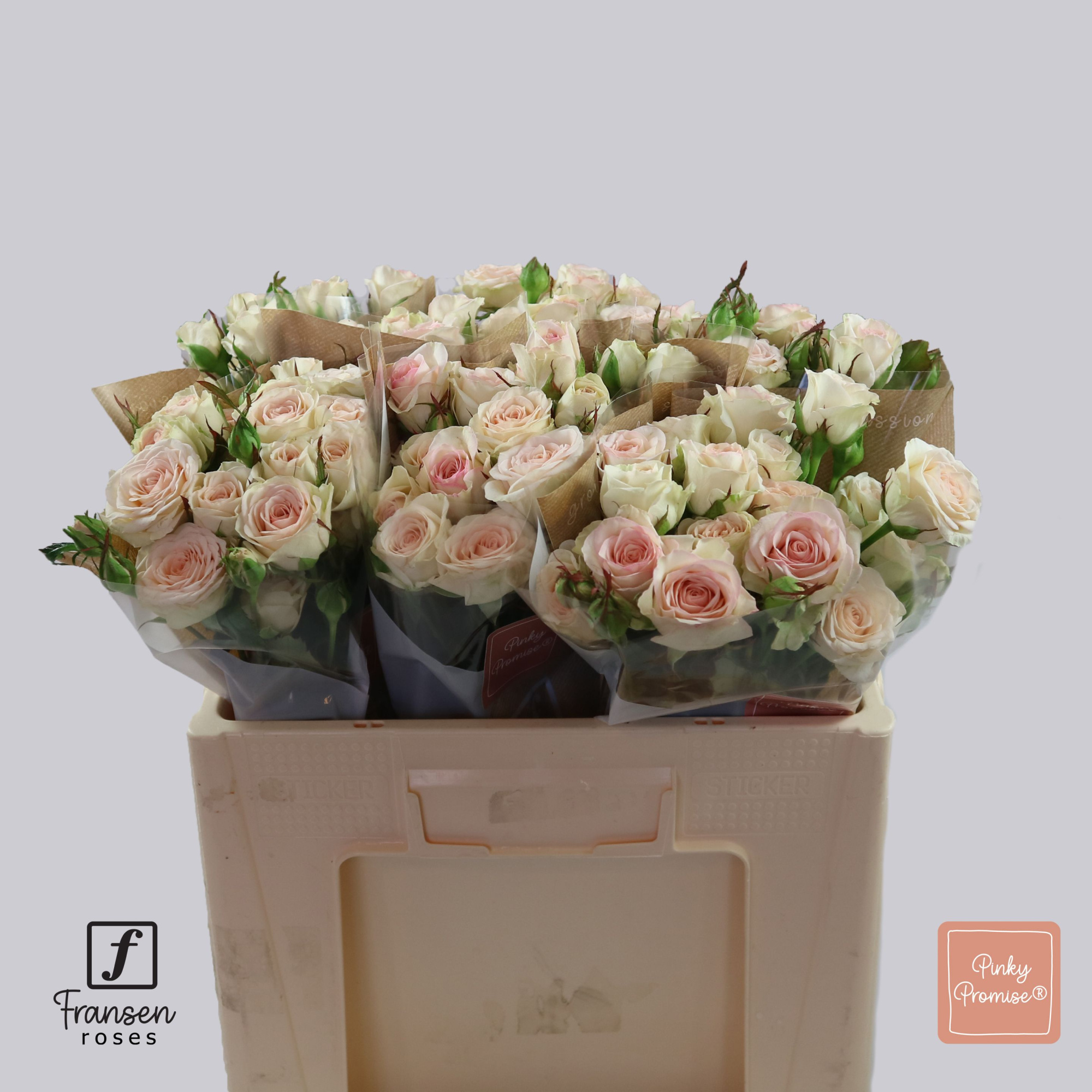 Роза куст. Пинки Промис 50, шт.