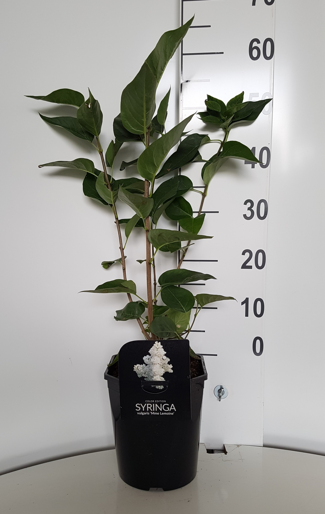 Syringa vulgaris Mme. Lemoine, D 21