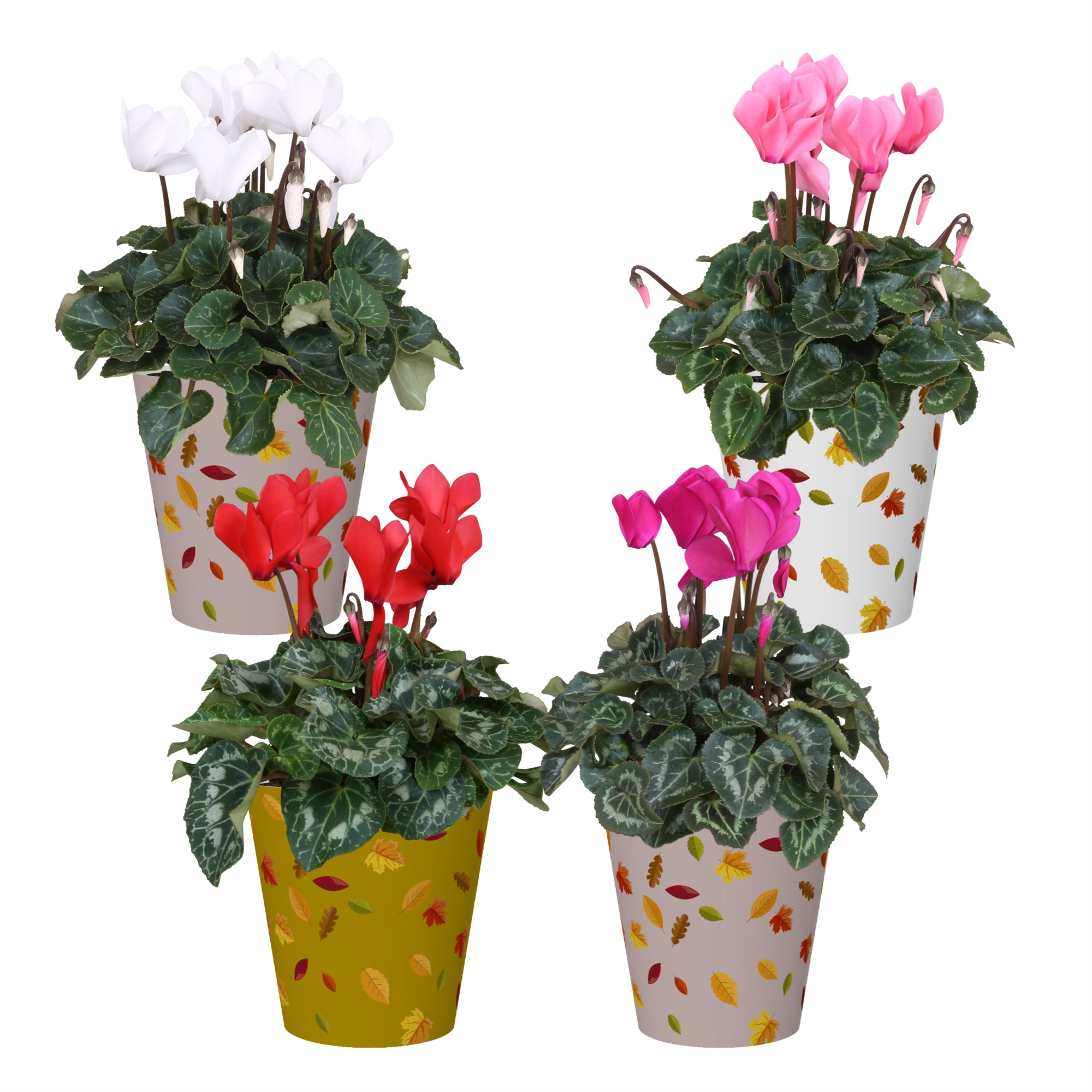 Cyclamen in Smartcup Herfst, D 12 cm